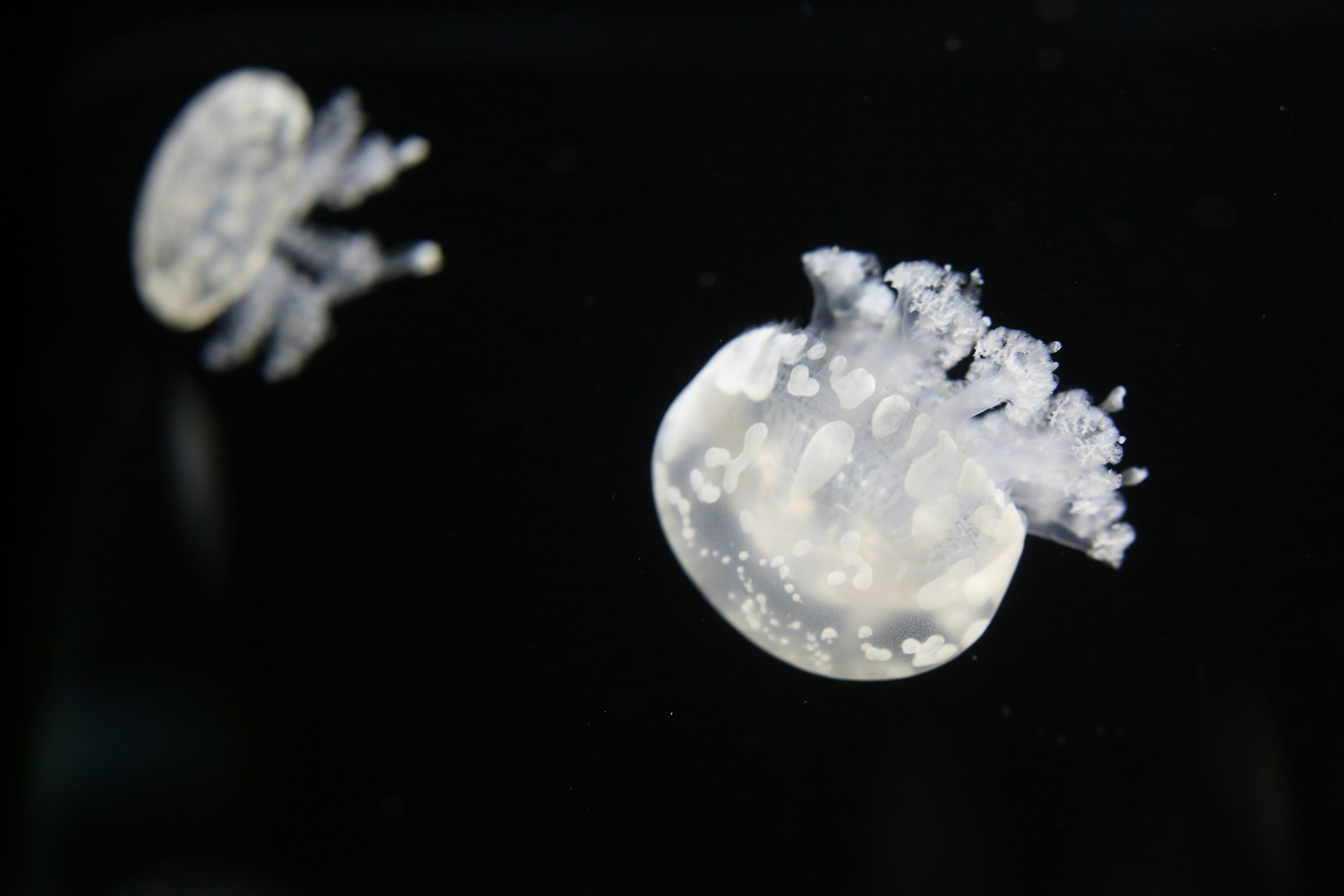 Méduse transparente flottant sur fond noir