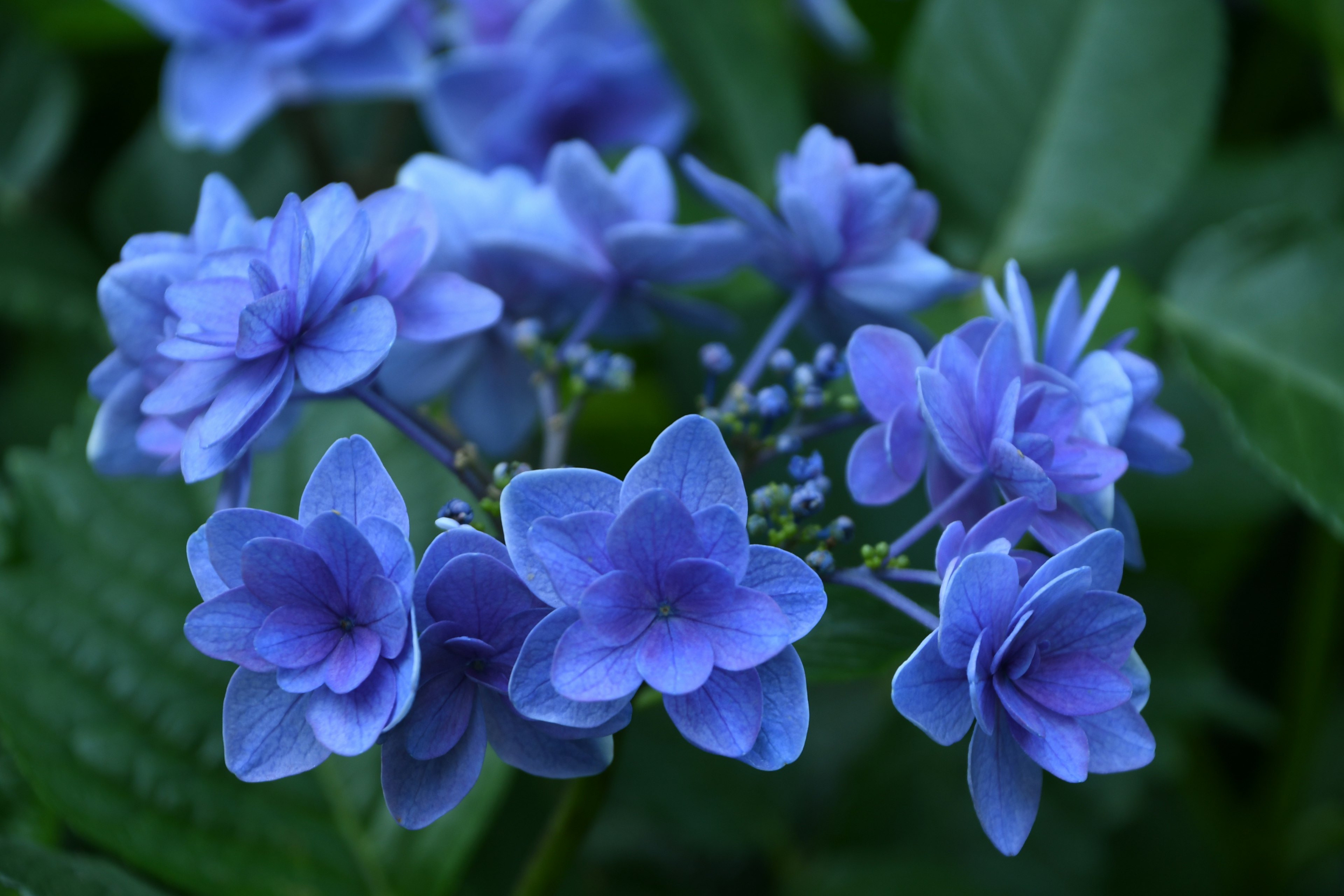 Raggruppamento di fiori blu vivaci che fioriscono tra foglie verdi