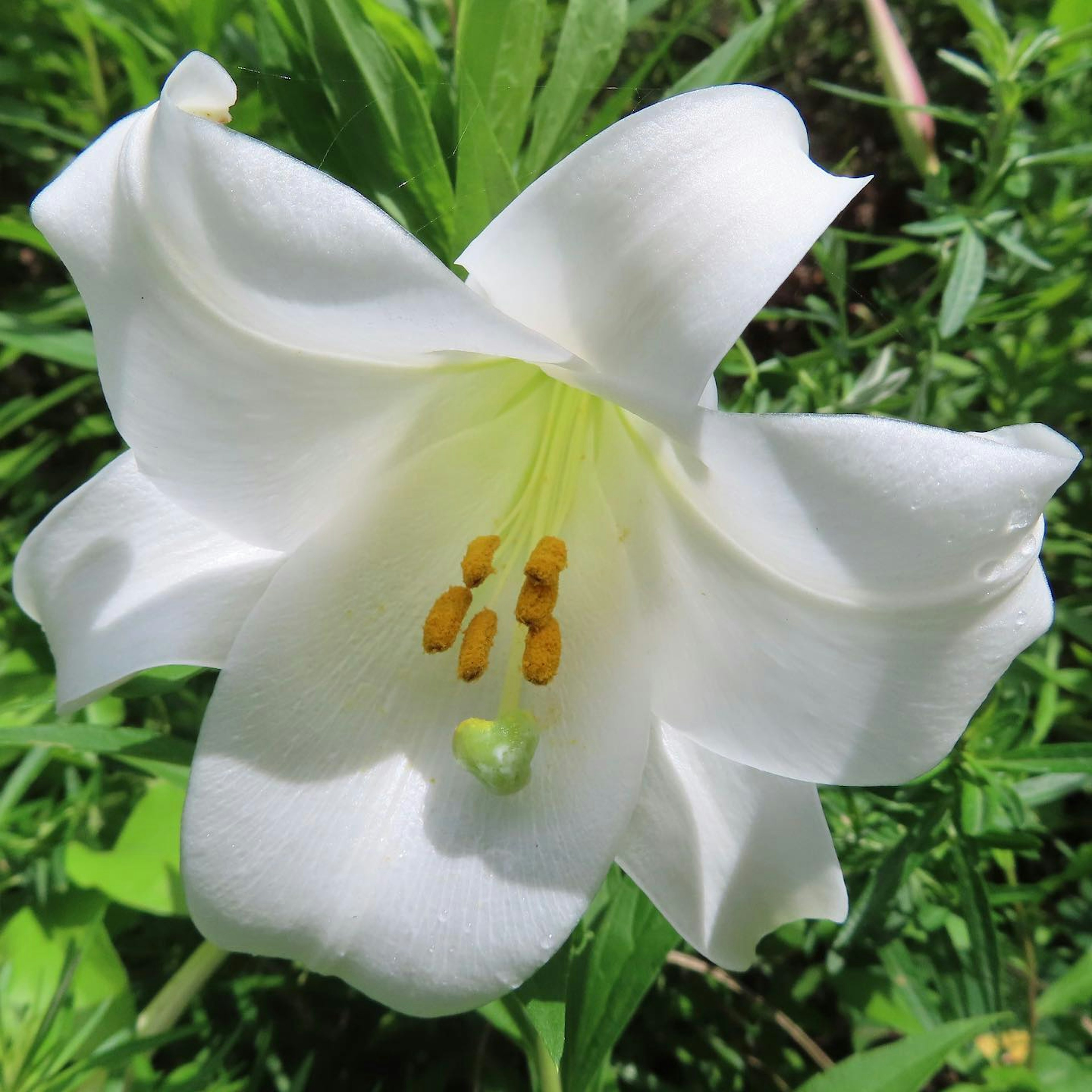 A white lily flower surrounded by green leaves