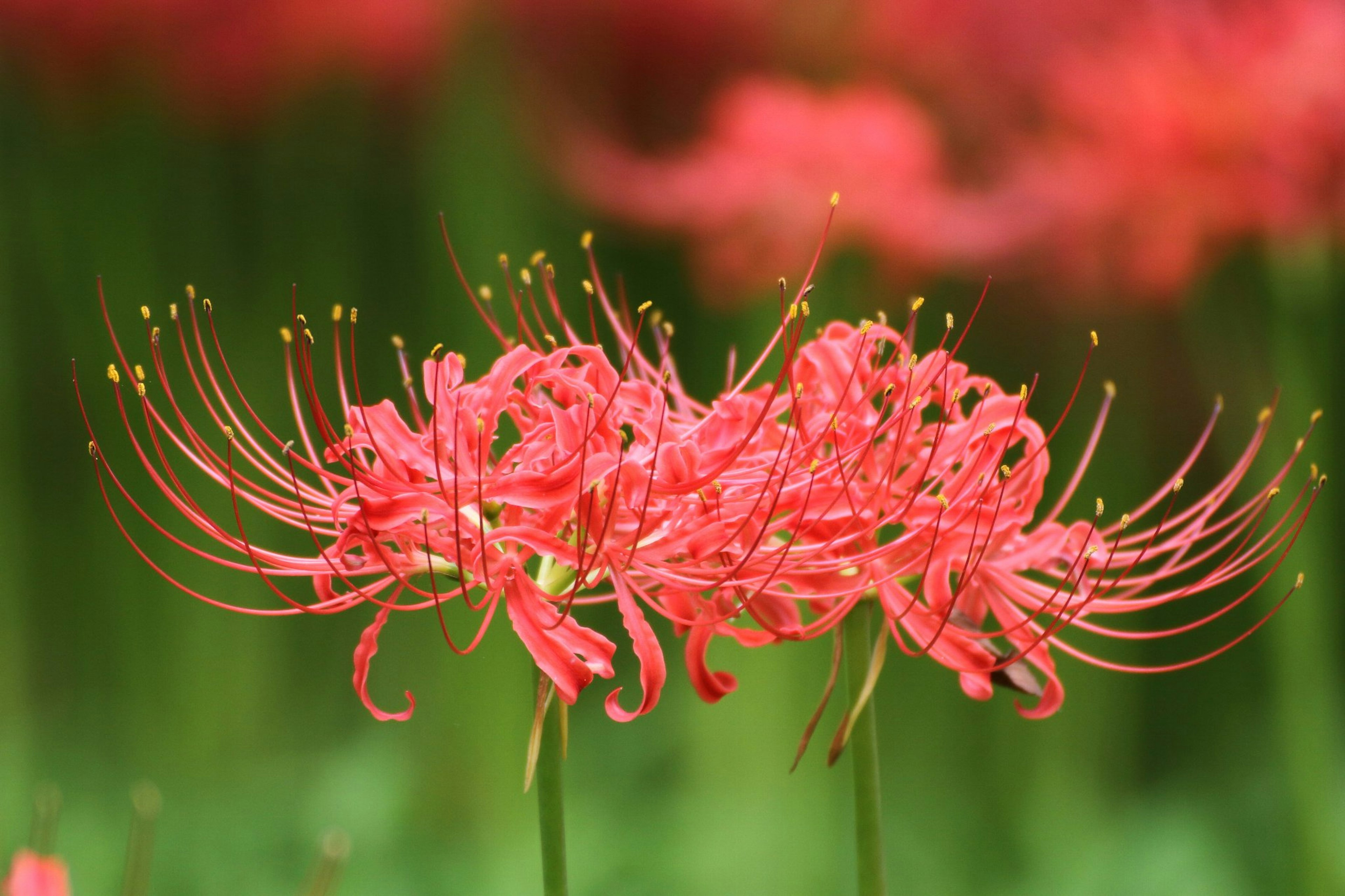 Cluster lebhafter roter Spinnenlilien in Blüte