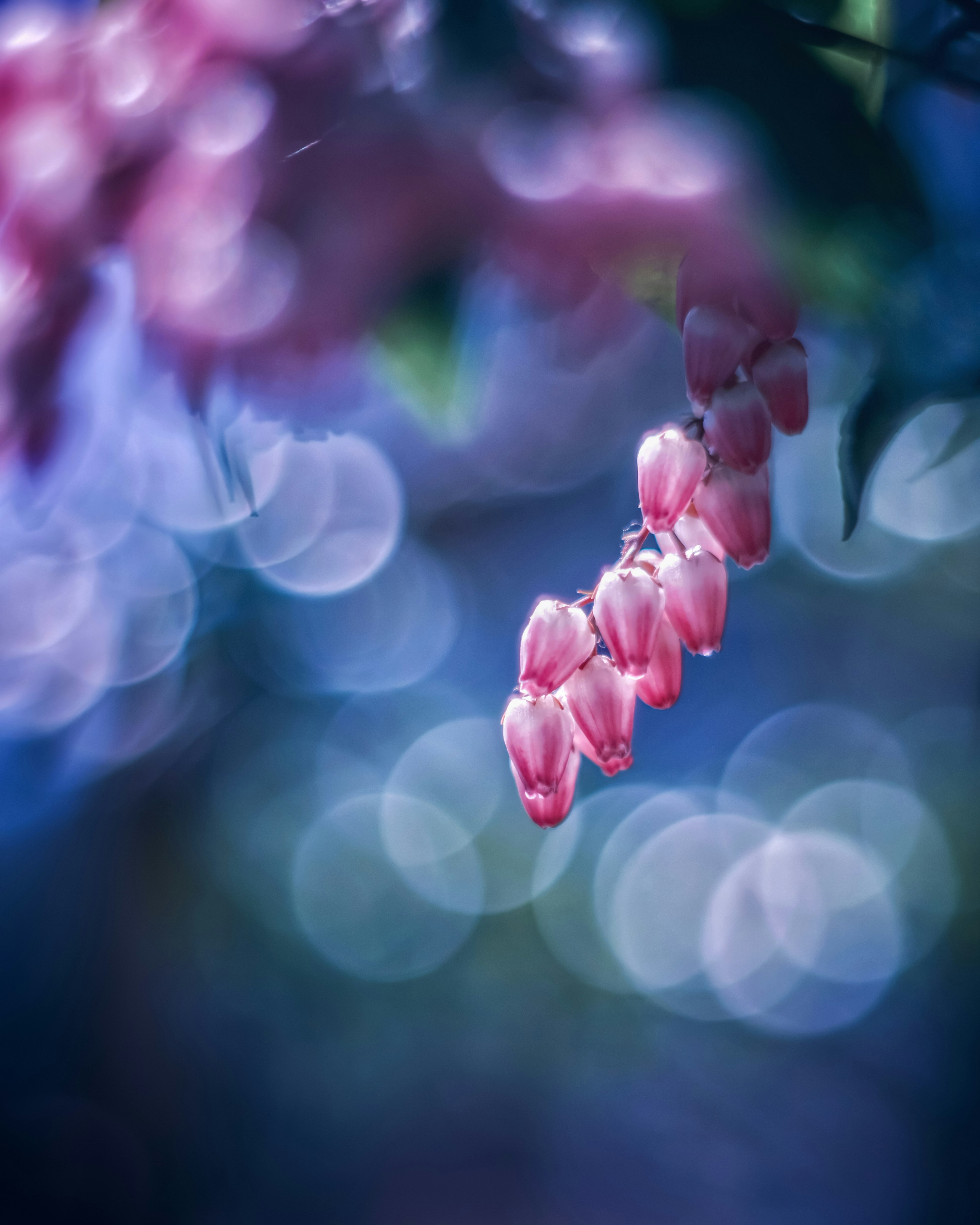 Gambar indah bunga pink yang menggantung di latar belakang biru