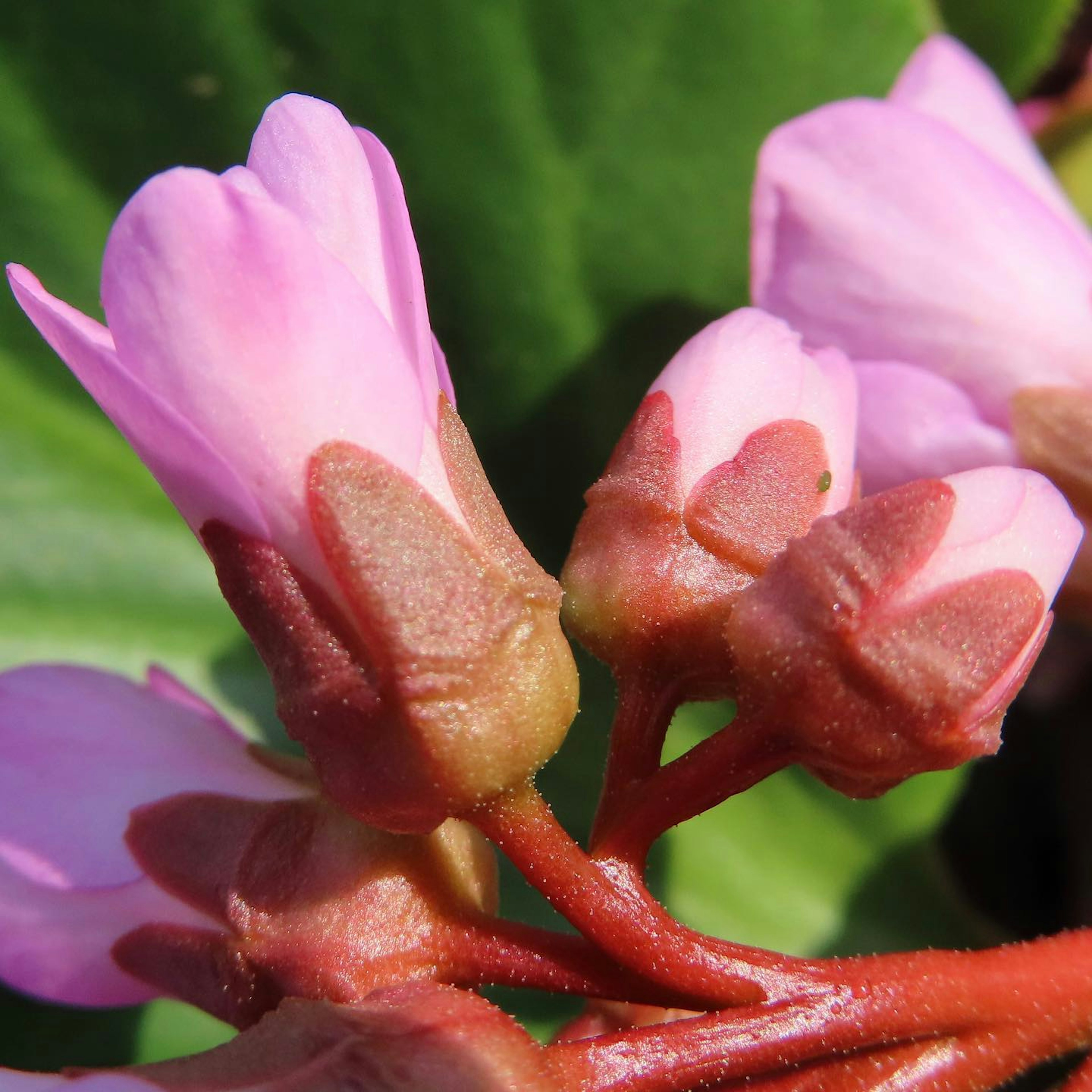 Kedekatan tanaman dengan bunga pink cerah