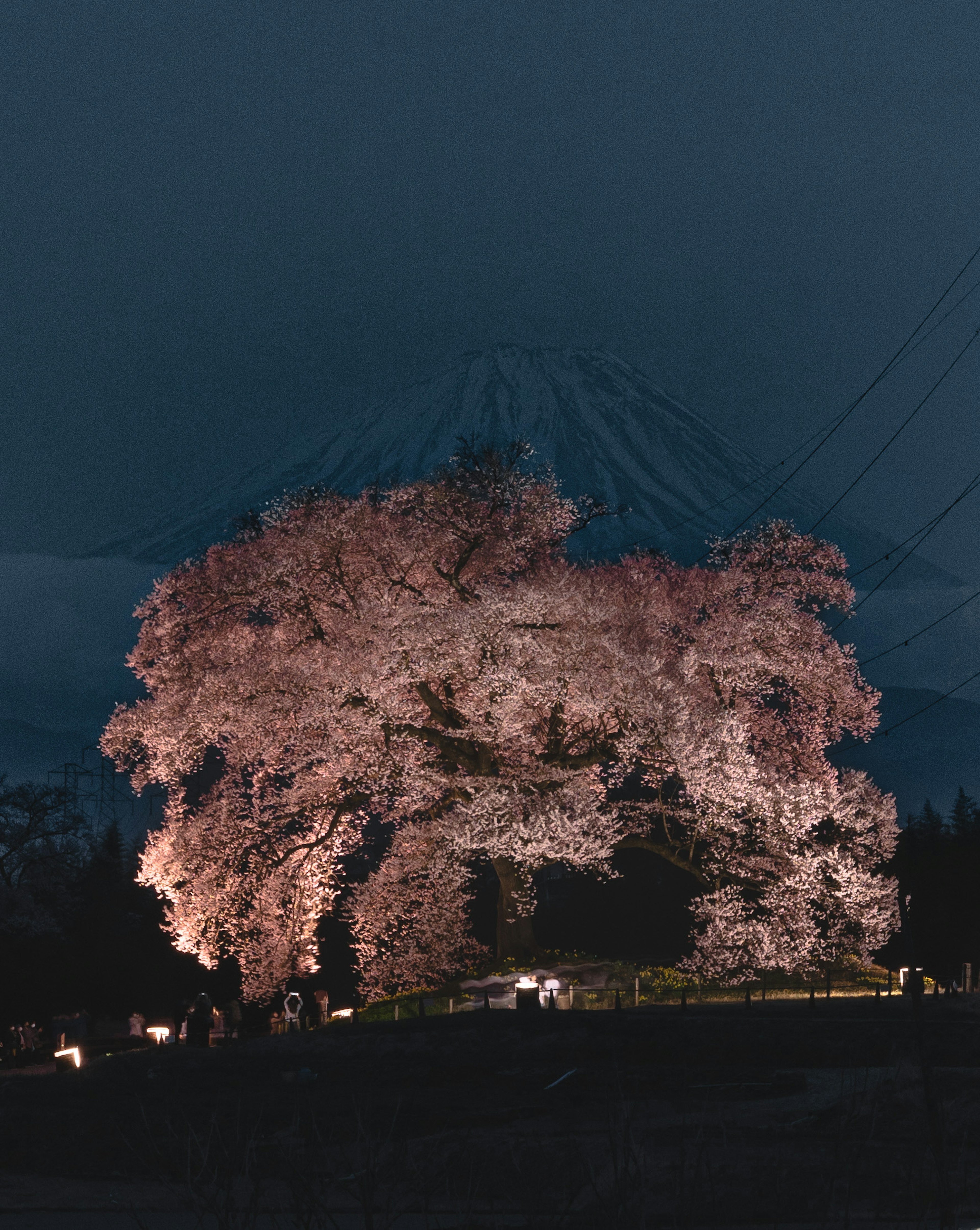 富士山を背景にした夜桜の美しい光景