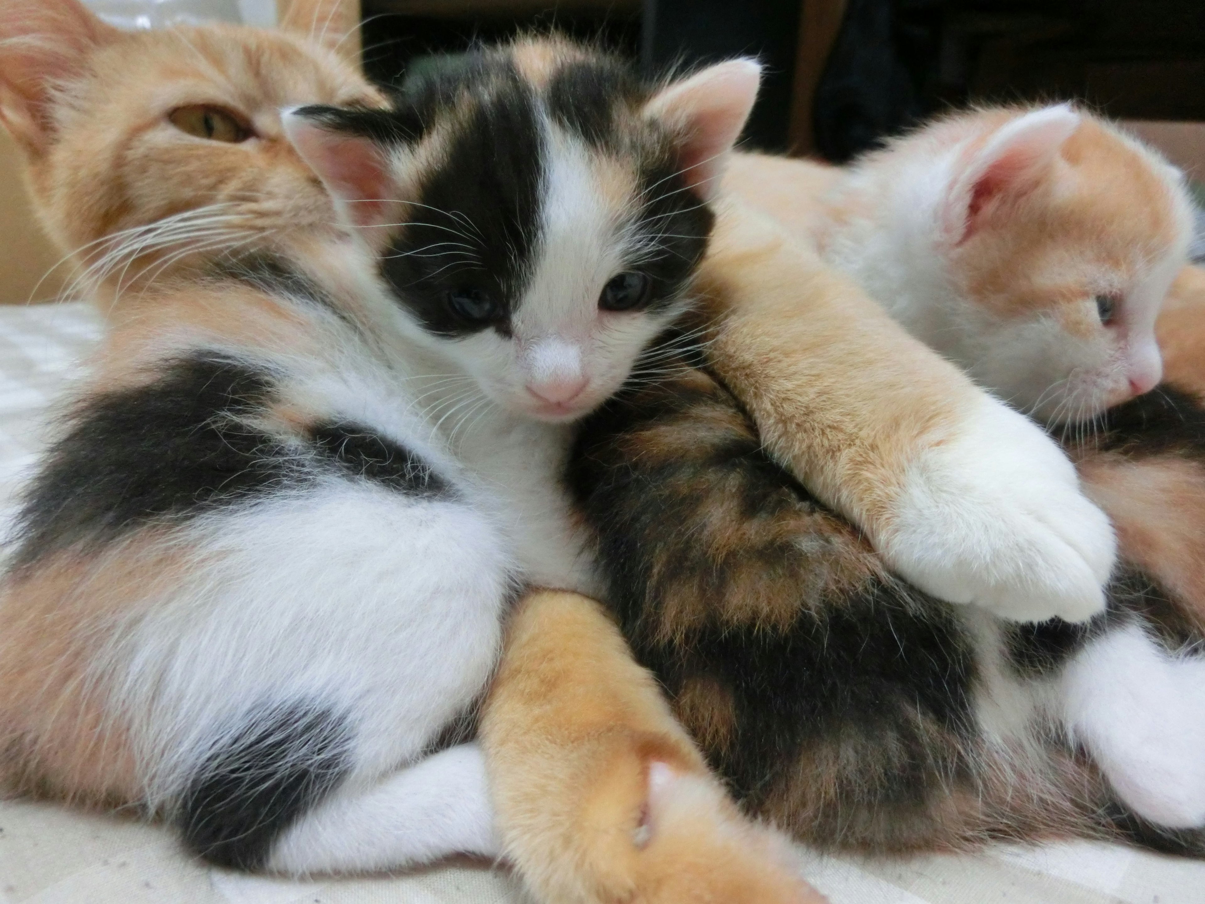 Tres gatitos acurrucados juntos en un ambiente acogedor