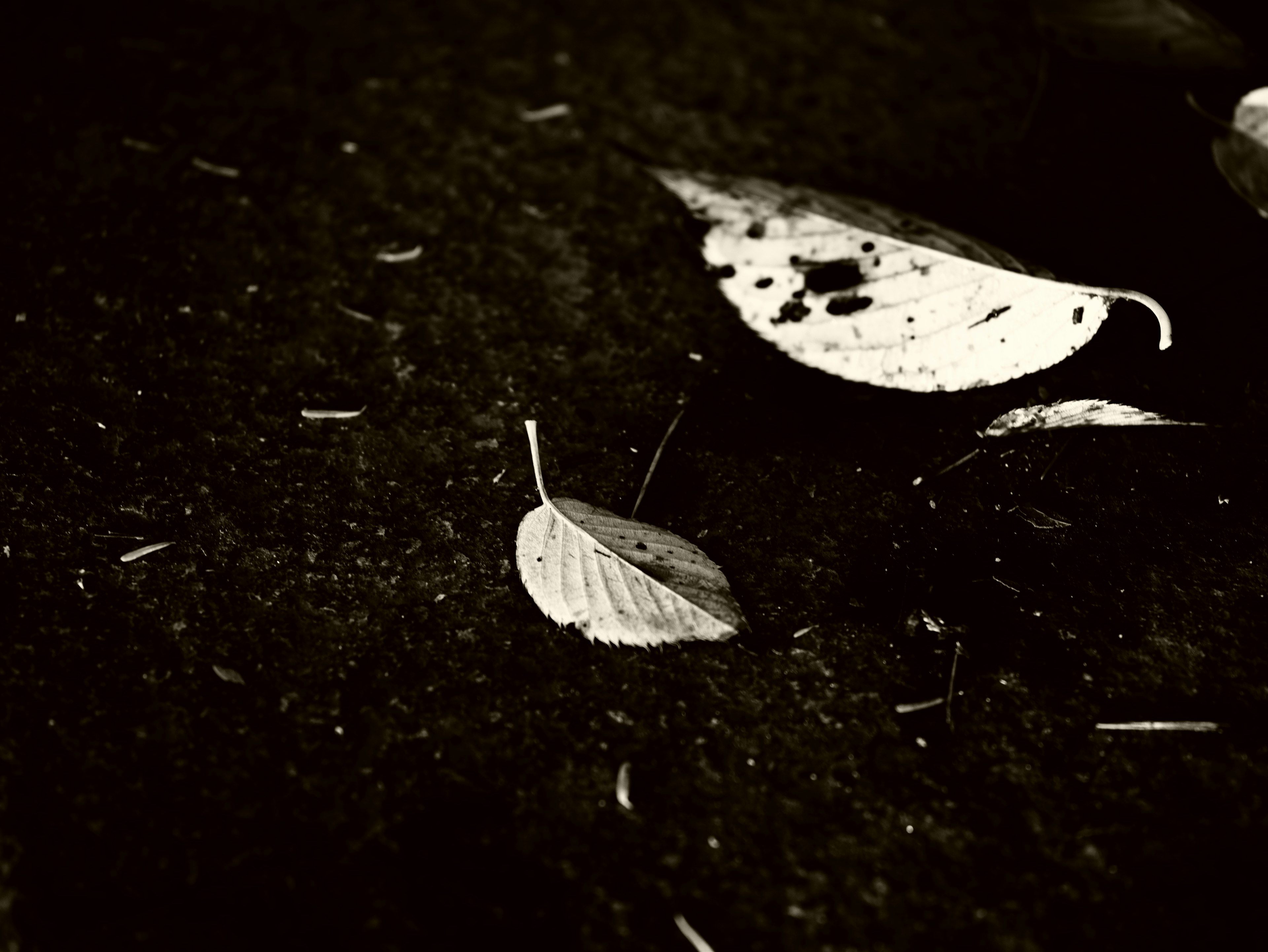 Image en noir et blanc de feuilles tombées sur le sol