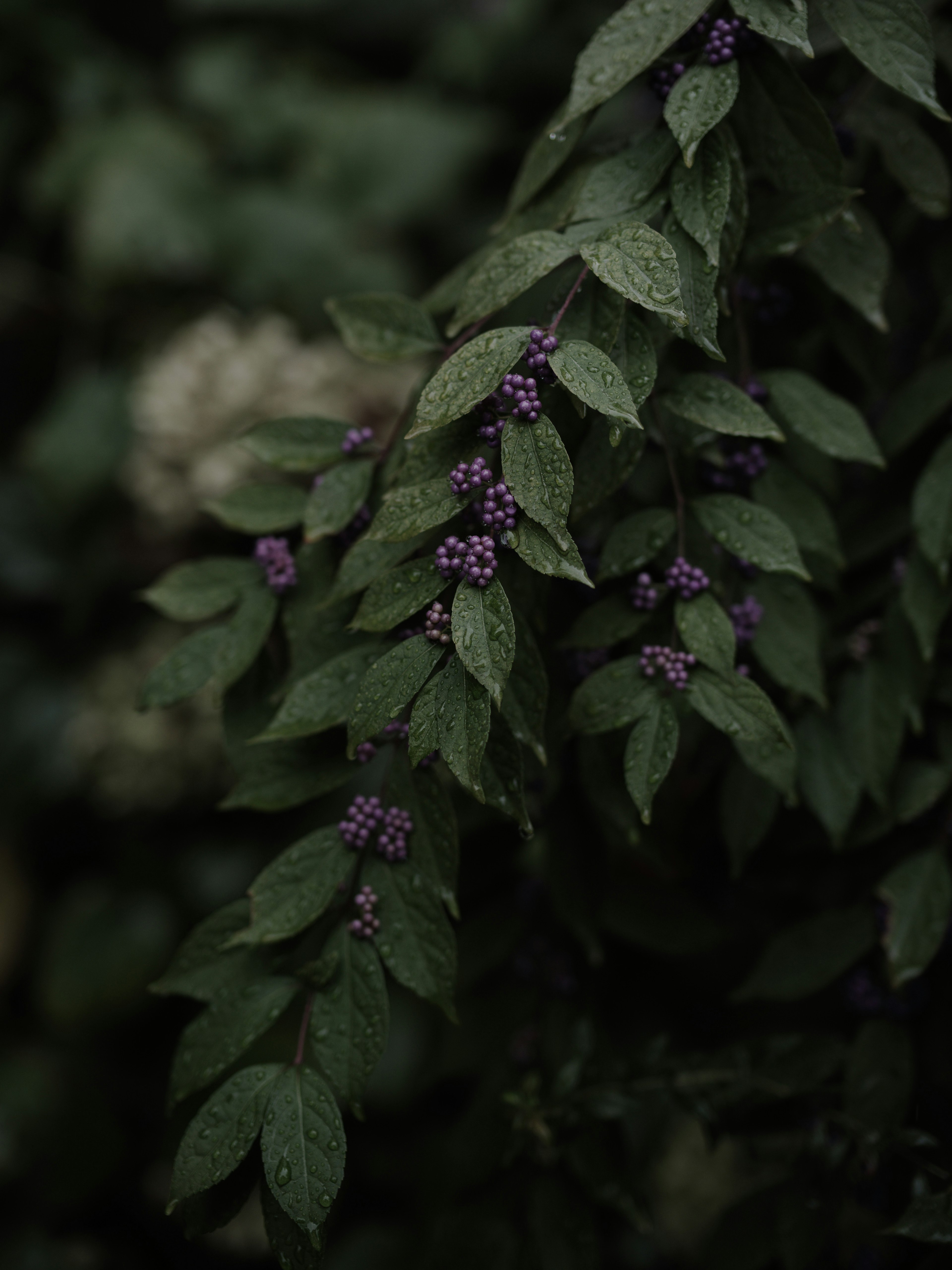 Close-up of green leaves with purple berries against a dark background