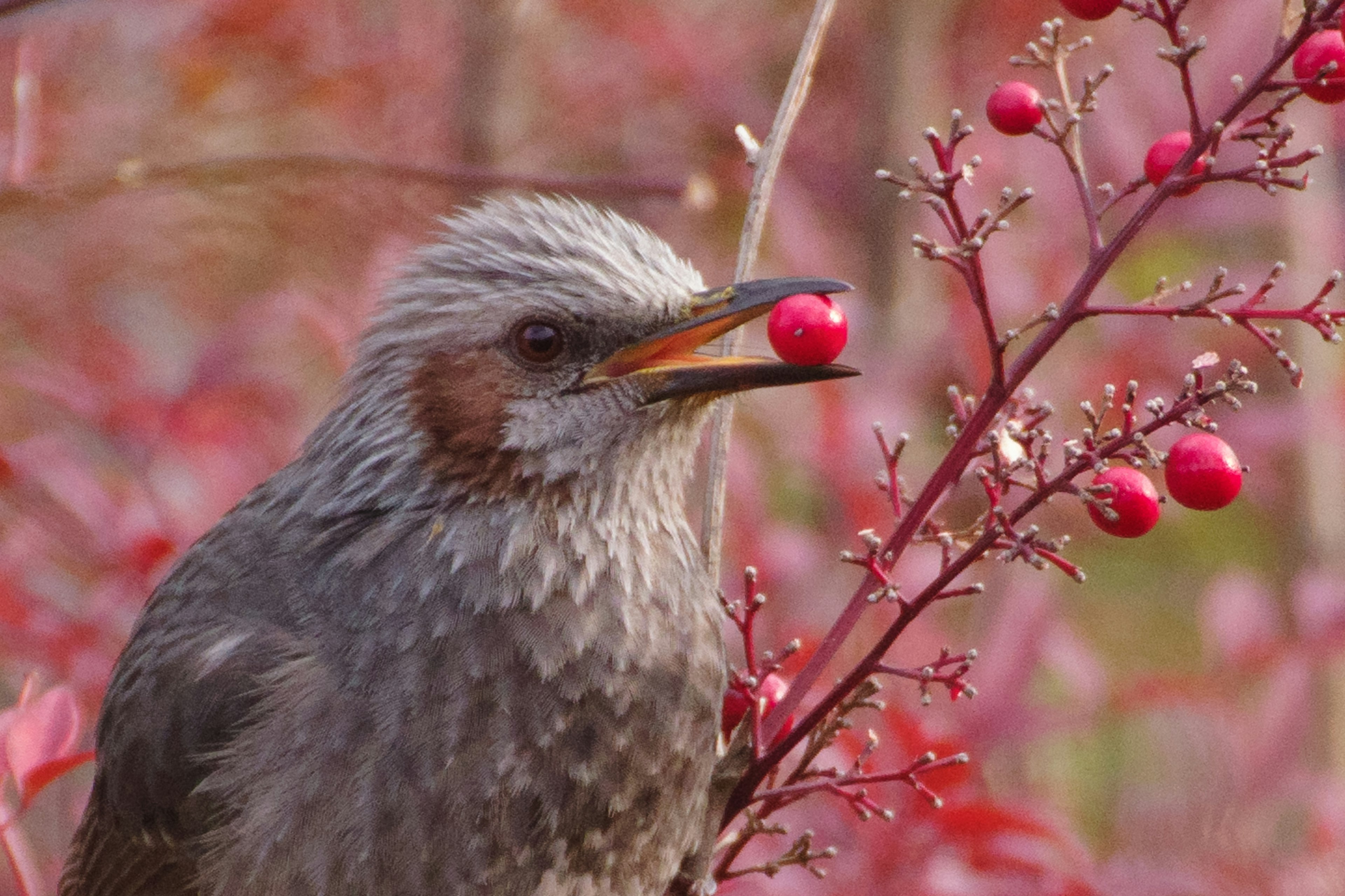 Acercamiento de un pájaro picoteando bayas rojas