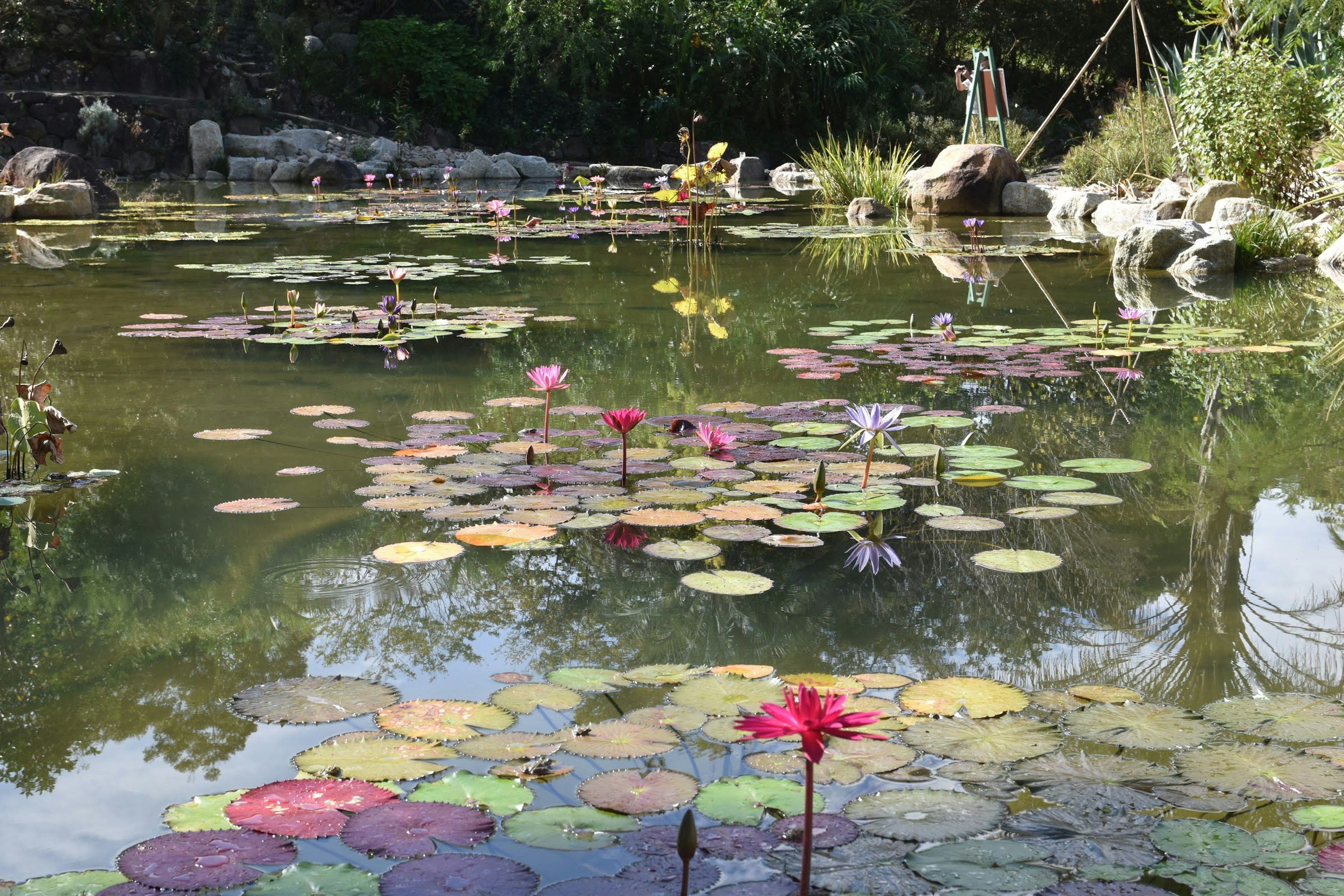 Bunte Seerosen und Blätter, die auf einem ruhigen Teich schwimmen