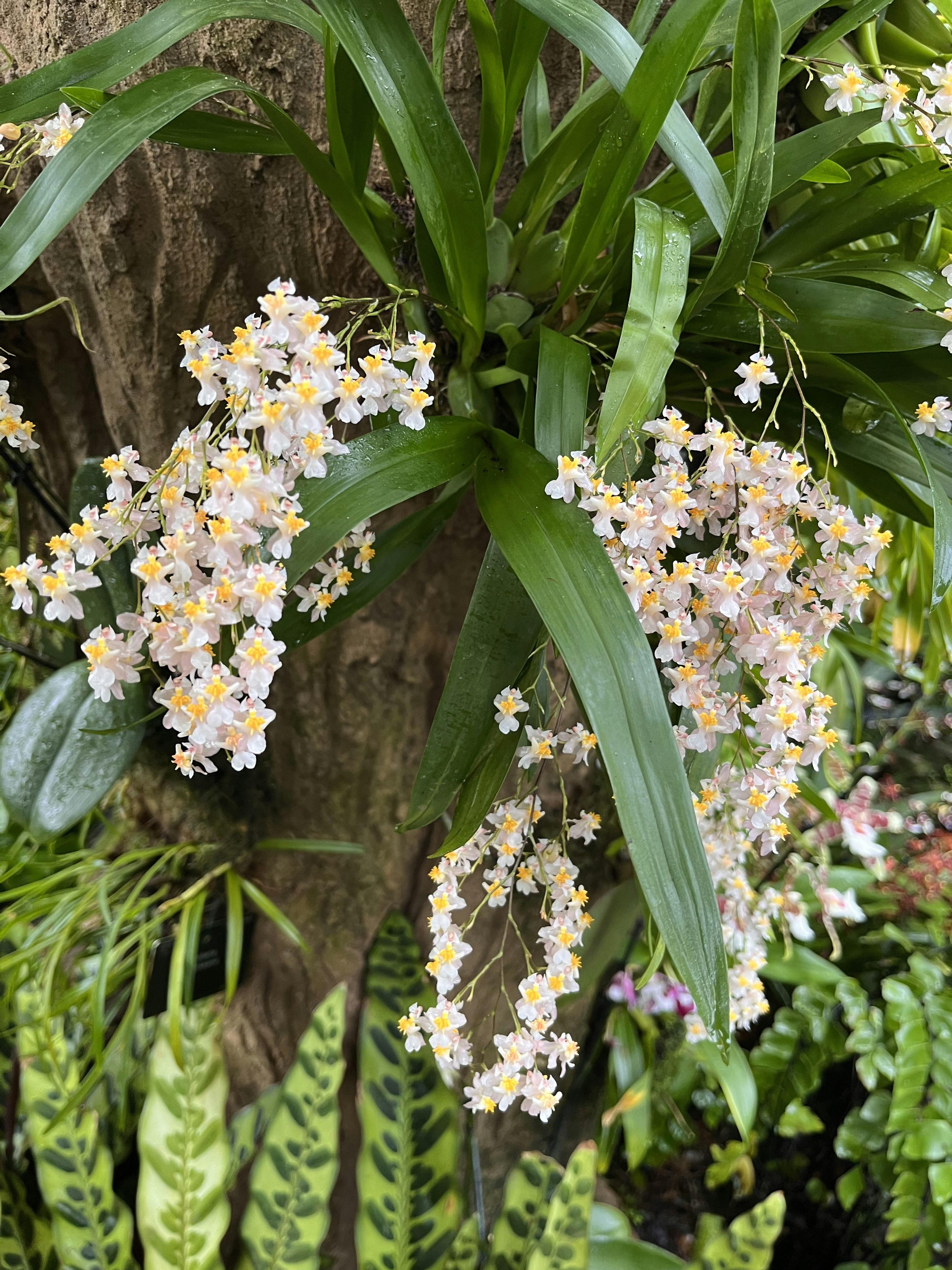 Groupe de petites fleurs pâles sur des feuilles vertes près d'un tronc d'arbre