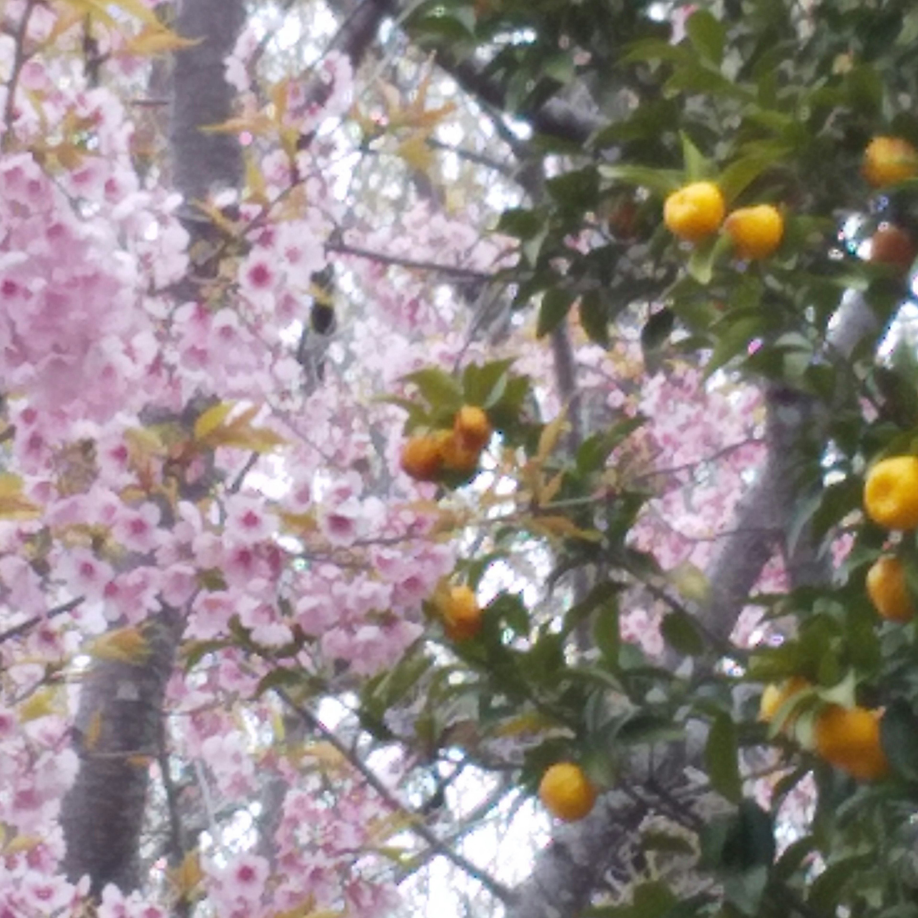 Pemandangan indah dengan bunga sakura dan buah sitrun