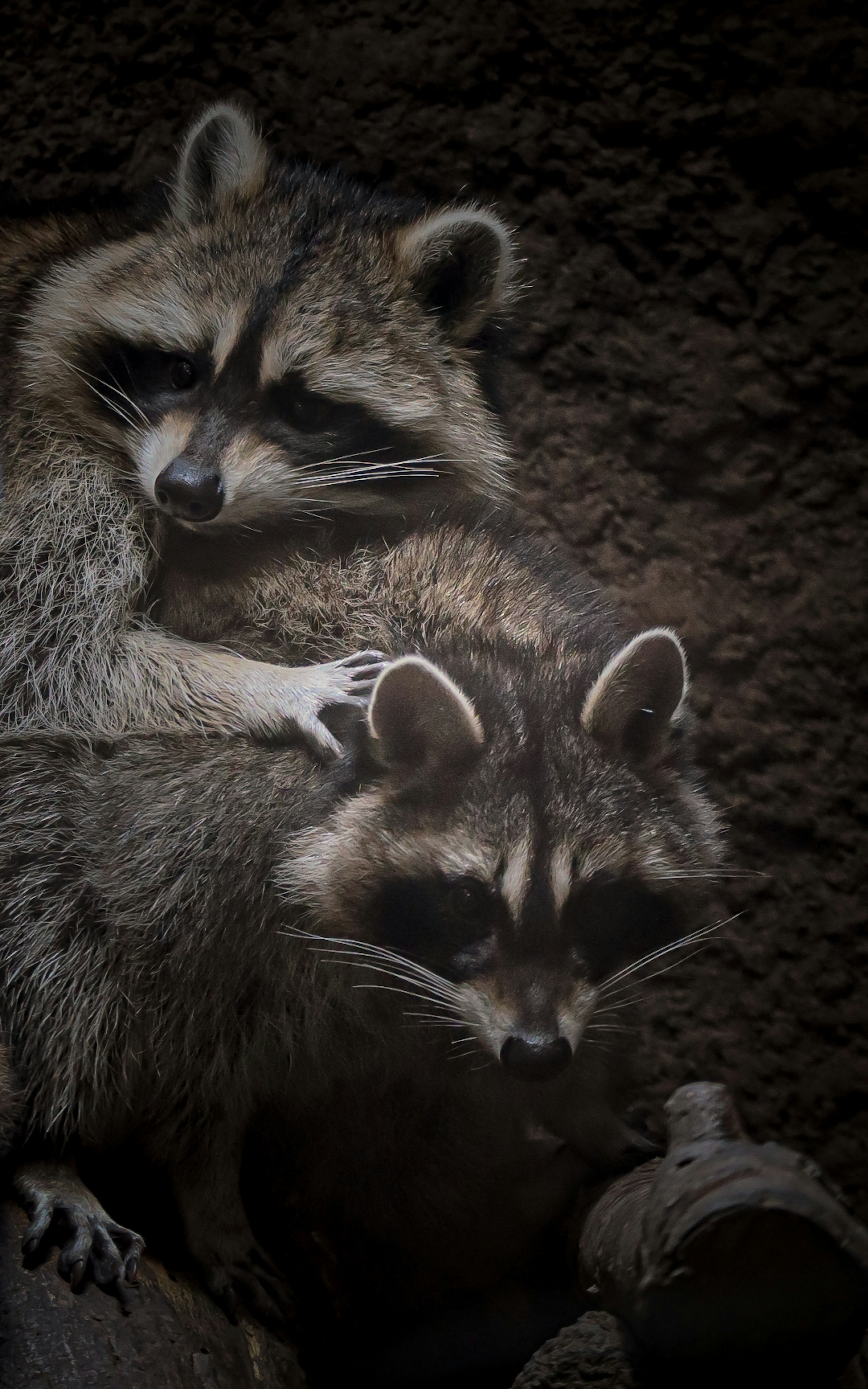 Zwei Waschbären kuscheln vor dunklem Hintergrundbild