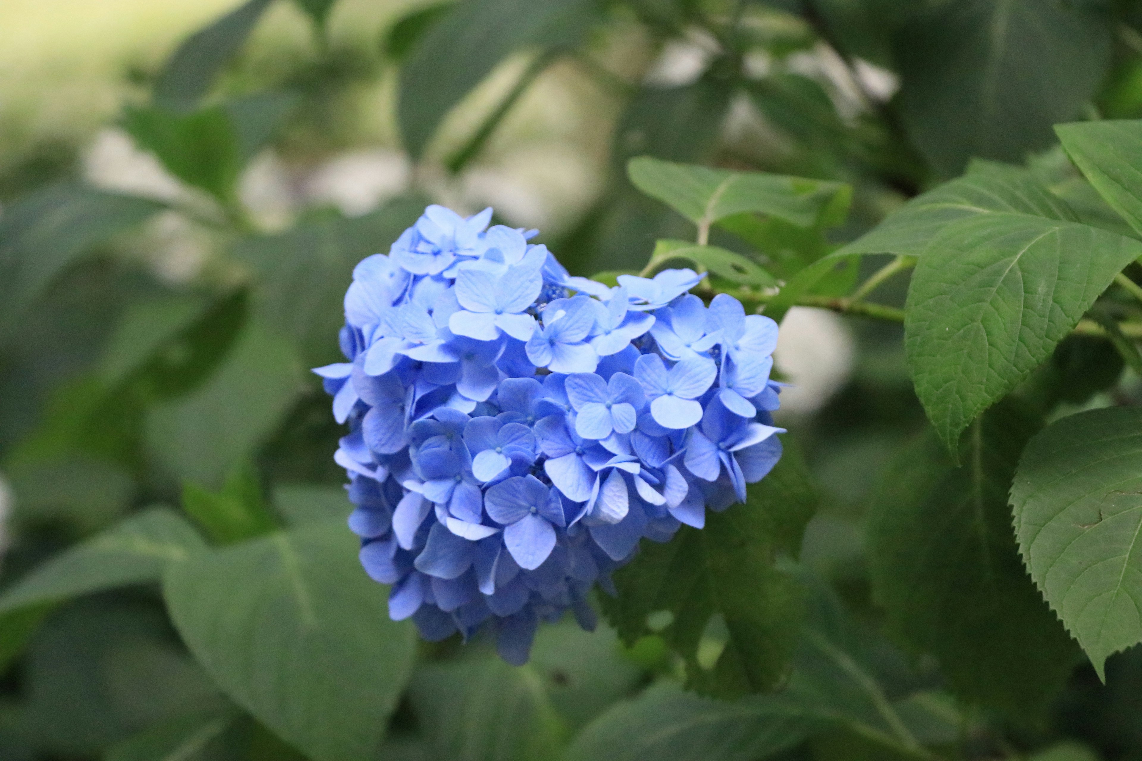 Fiore di ortensia blu che fiorisce tra foglie verdi