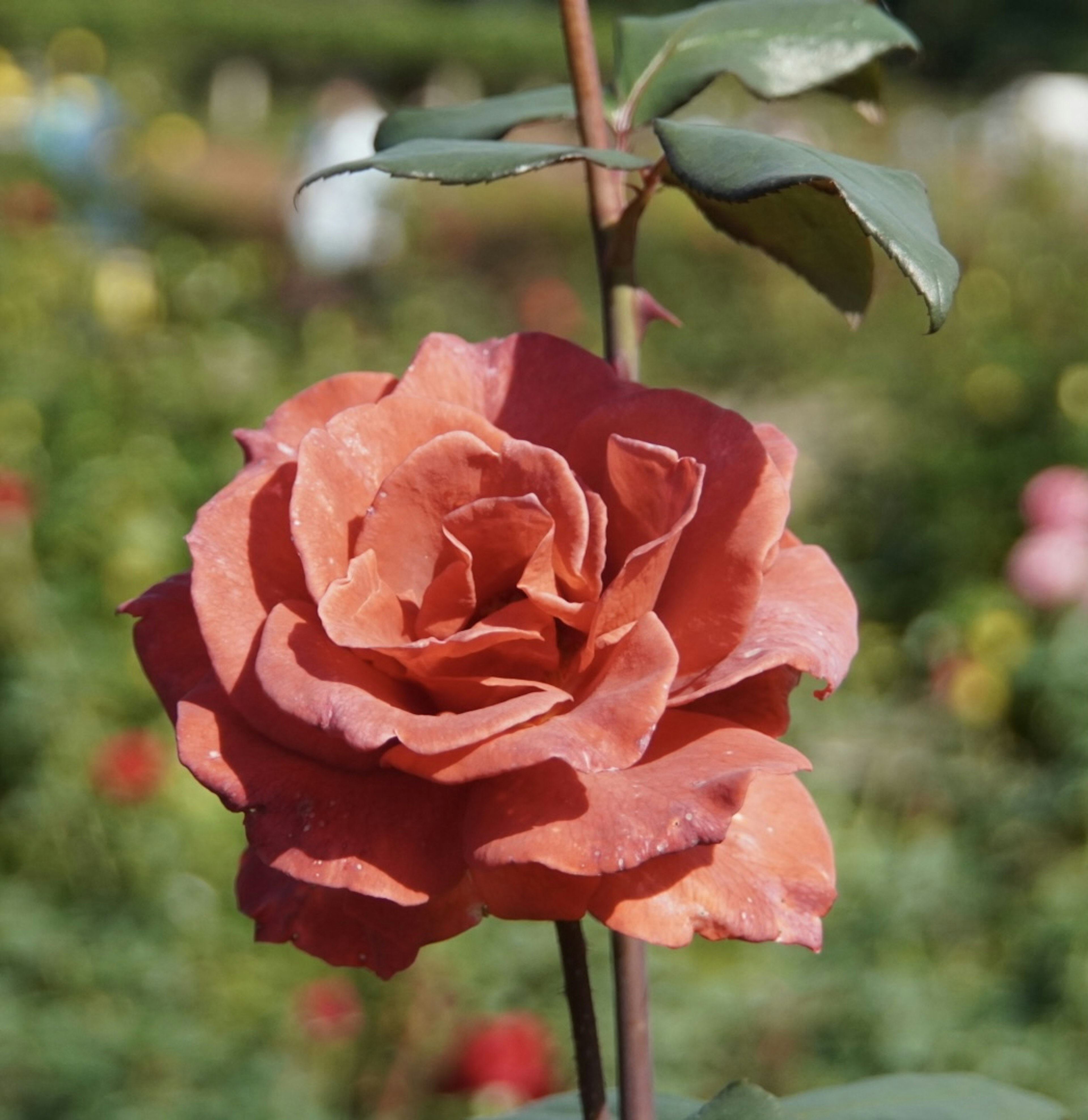 美しいオレンジ色のバラの花が茎から咲いている