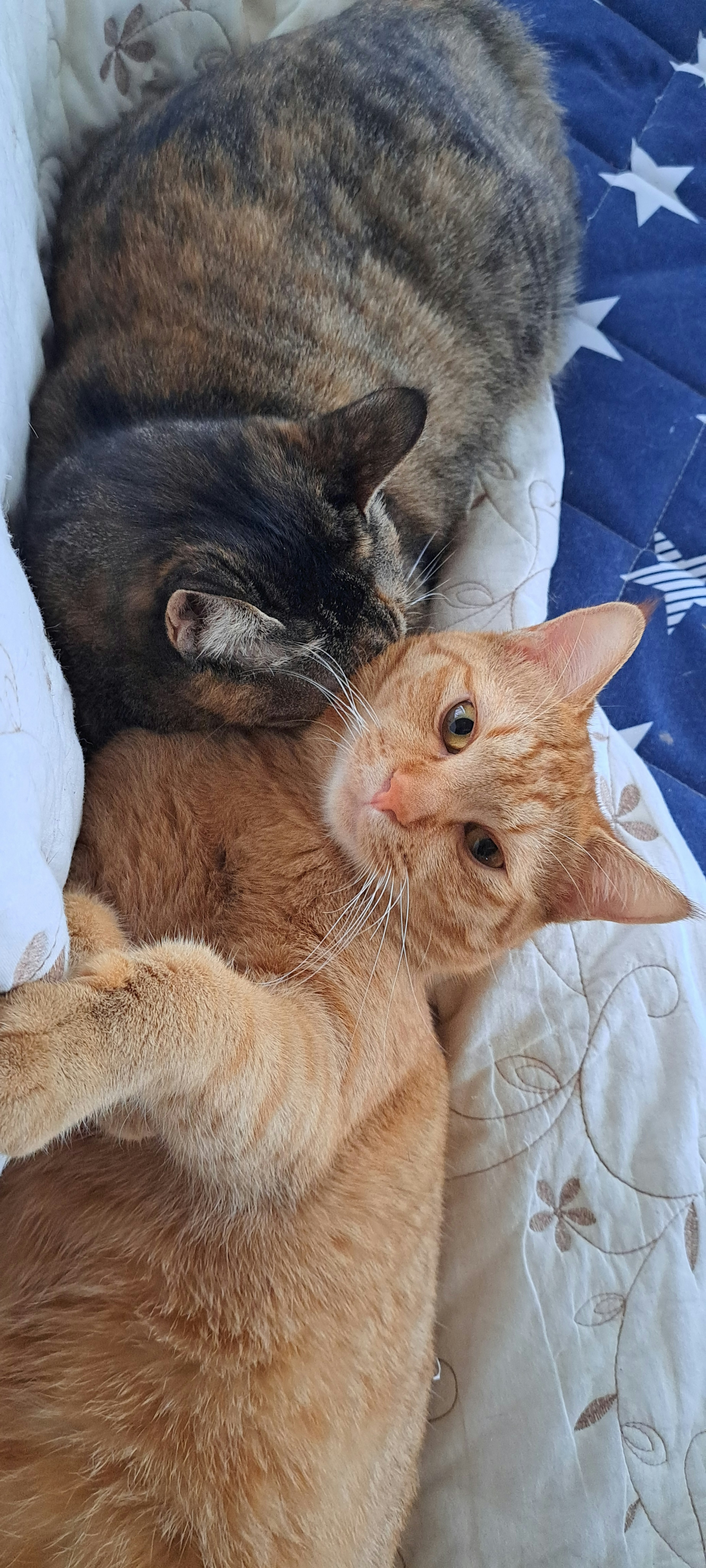 Zwei Katzen, die zusammen auf einem Bett kuscheln eine schwarz-graue getigerte und eine orangefarbene Katze