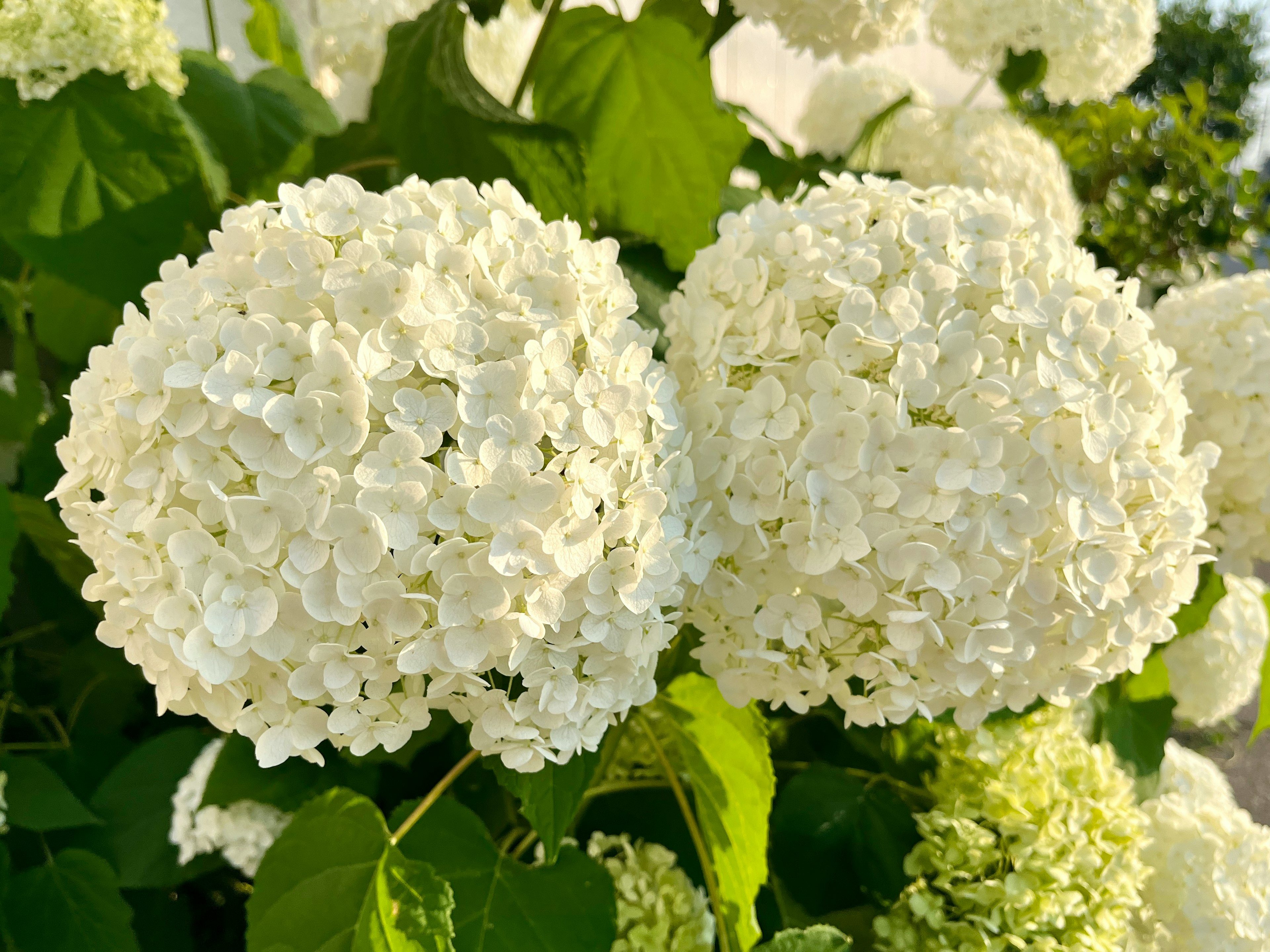 Two large white hydrangea blooms surrounded by green leaves