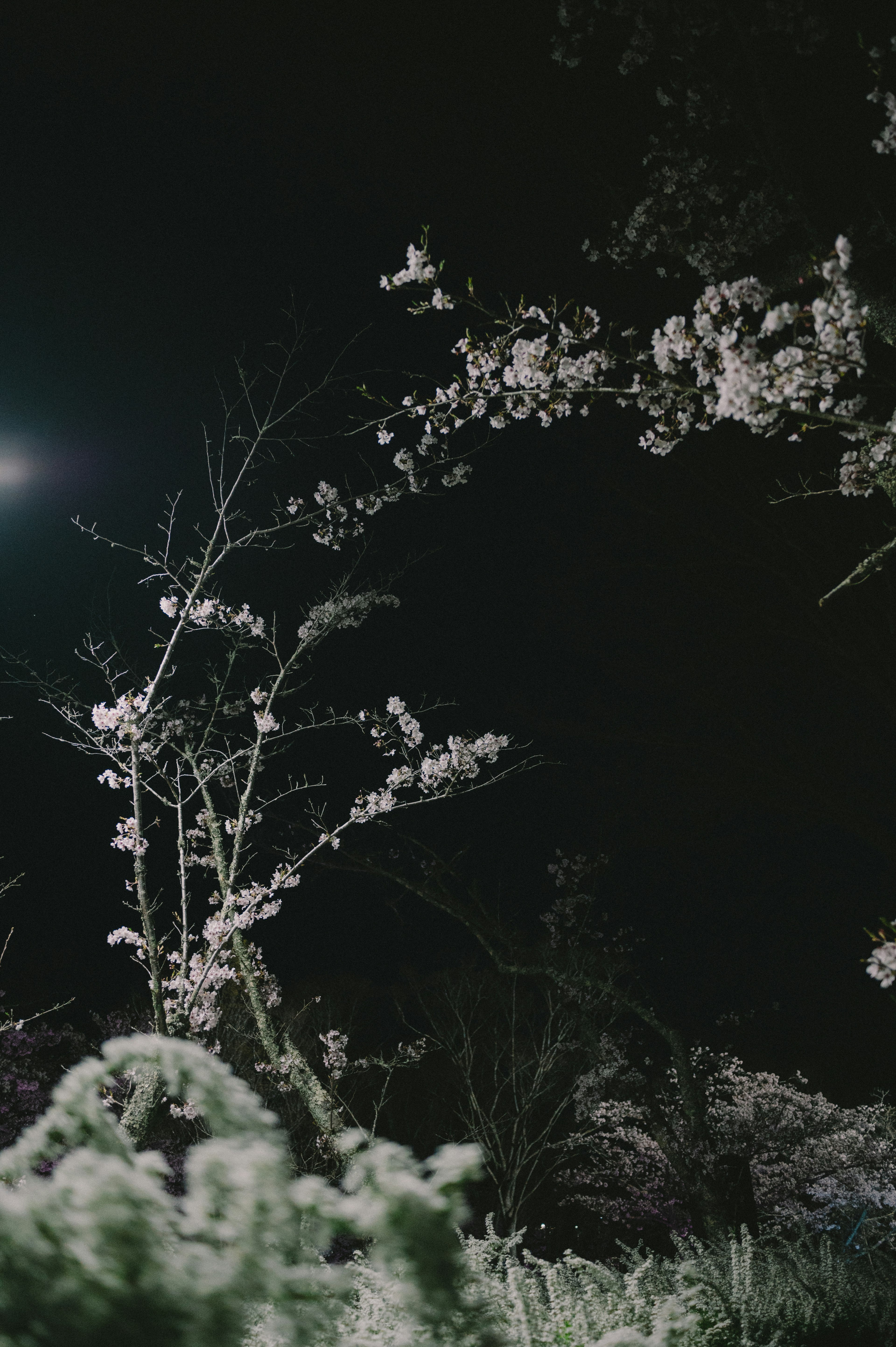 White flowering tree under the night sky with green plants