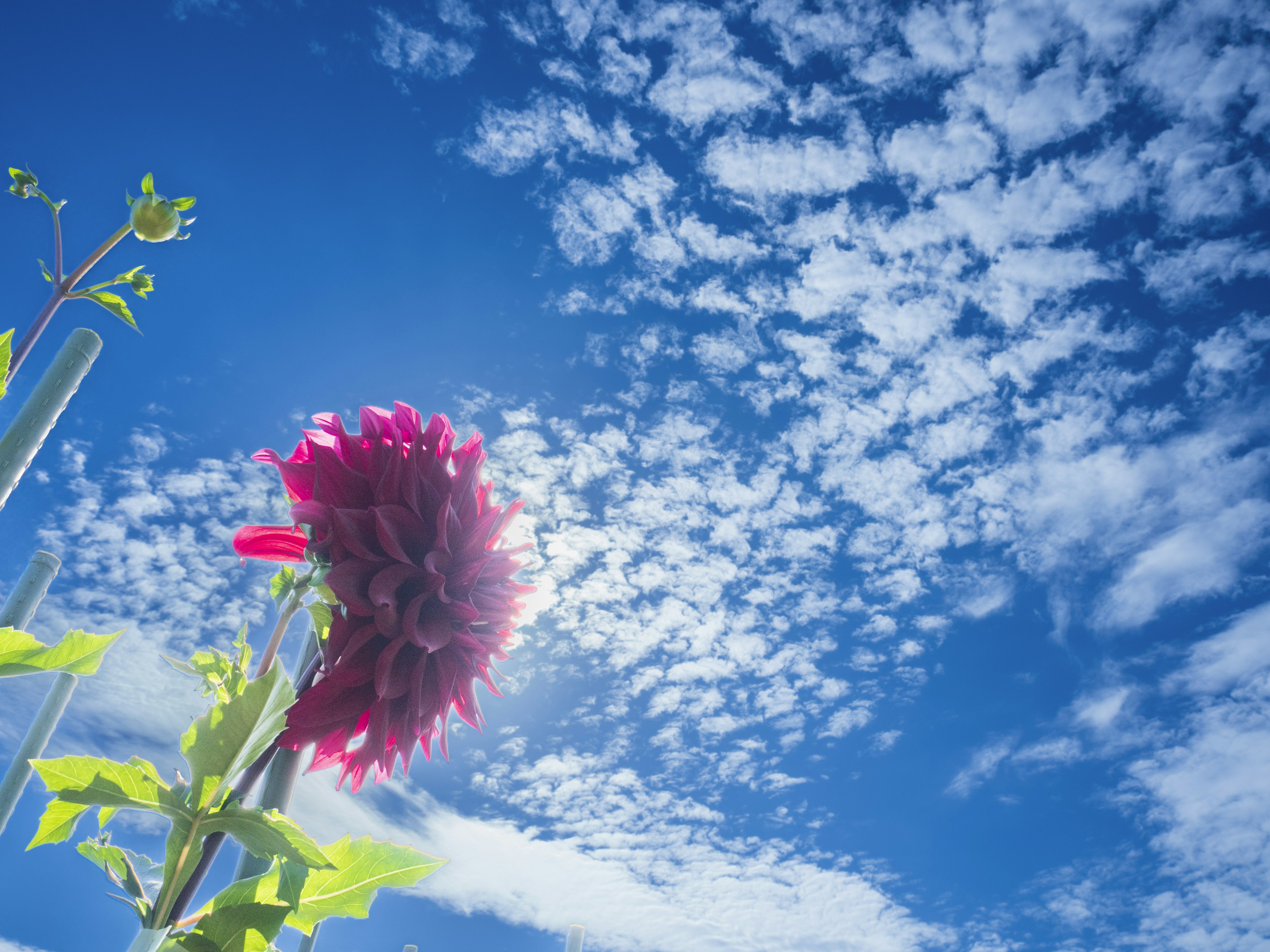 Bunga dahlia merah muda mekar di bawah langit biru