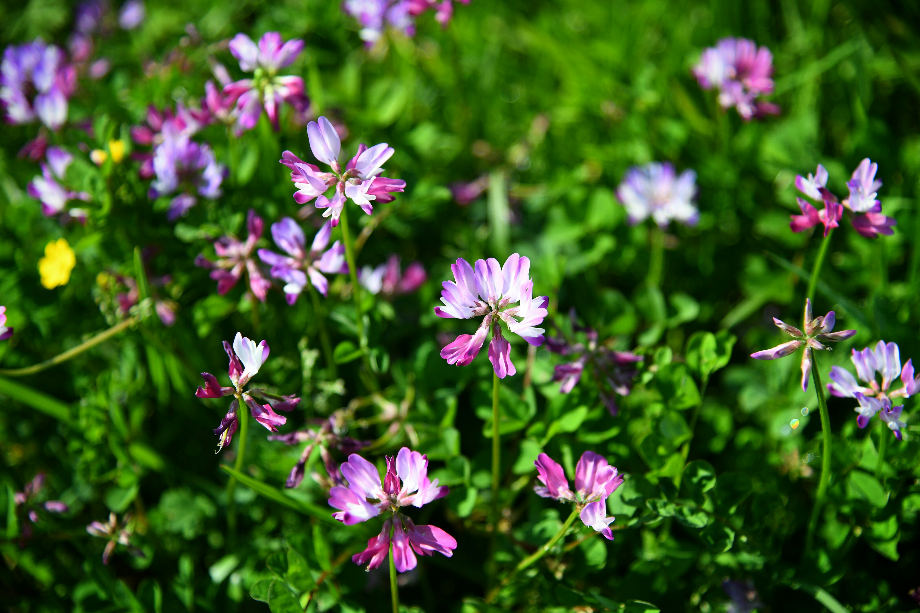 Nahaufnahme von lila und weißen Blumen, die auf grünem Gras blühen