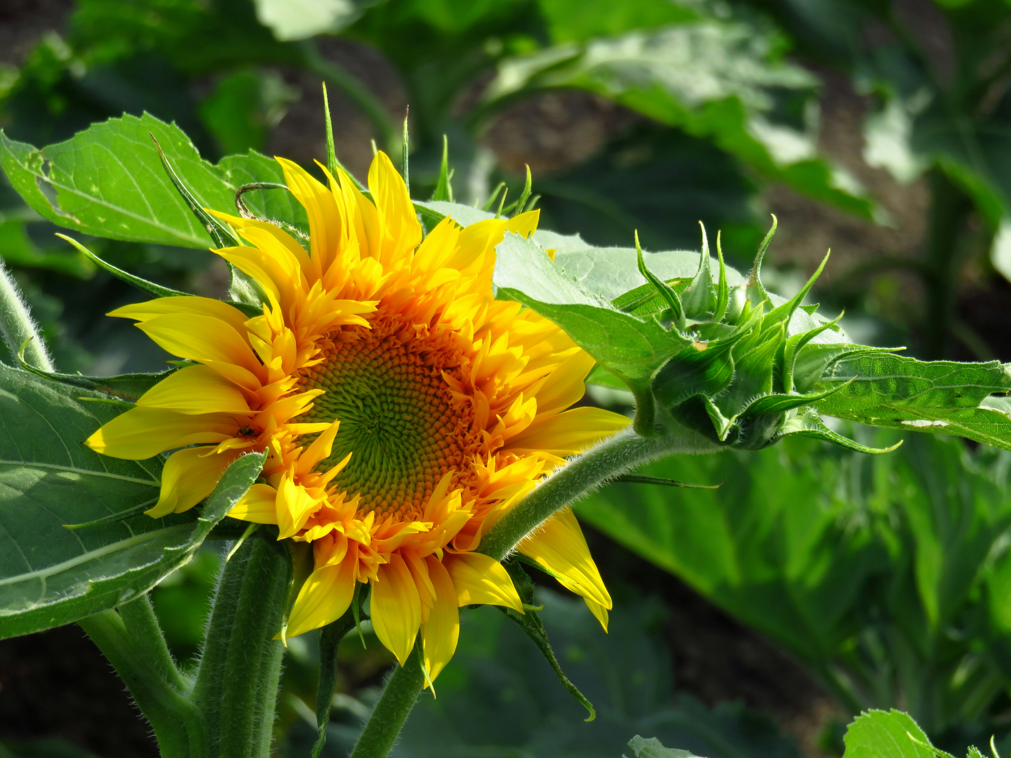 Fiore di girasole giallo vivace con foglie verdi