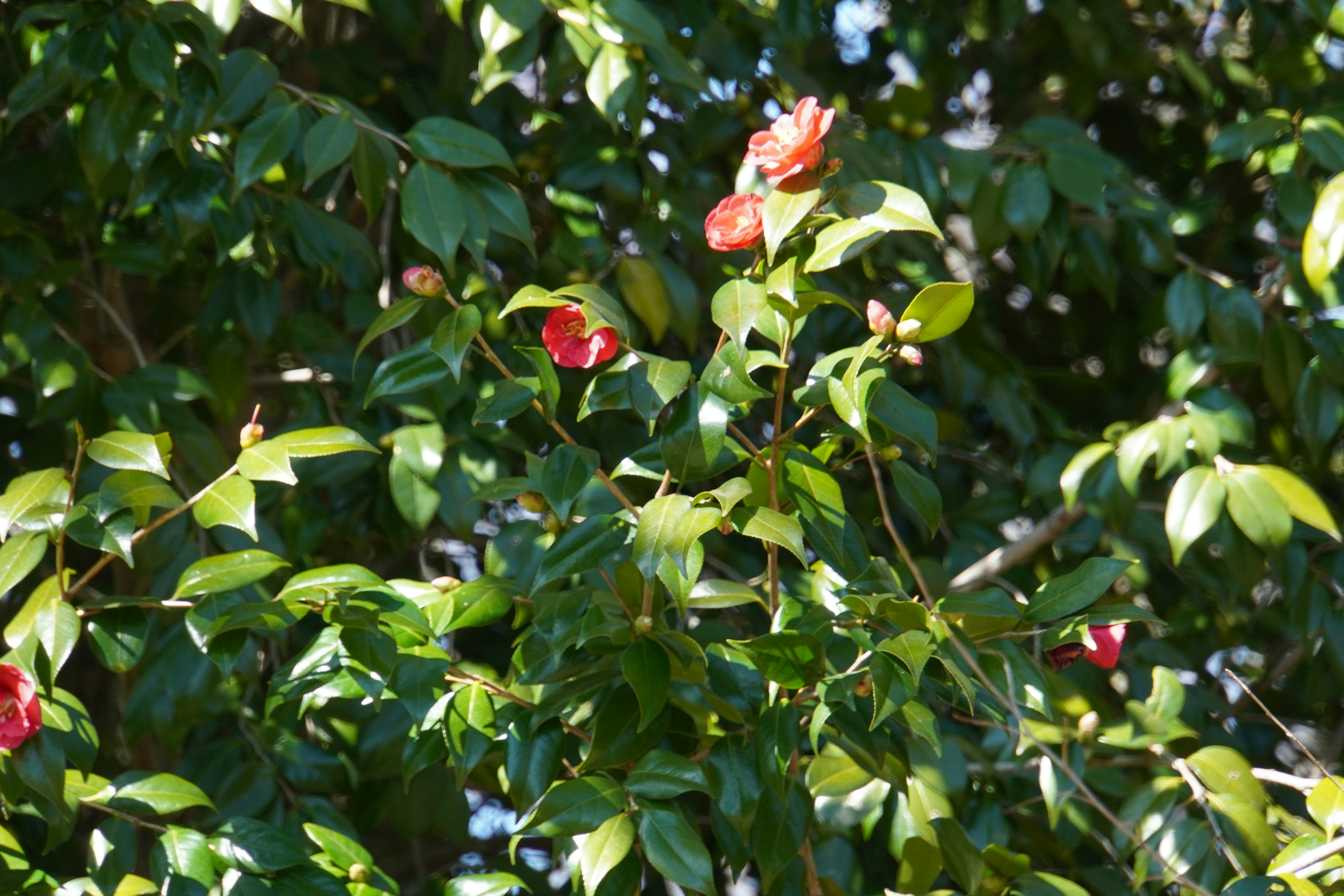 Red flowers blooming among green leaves