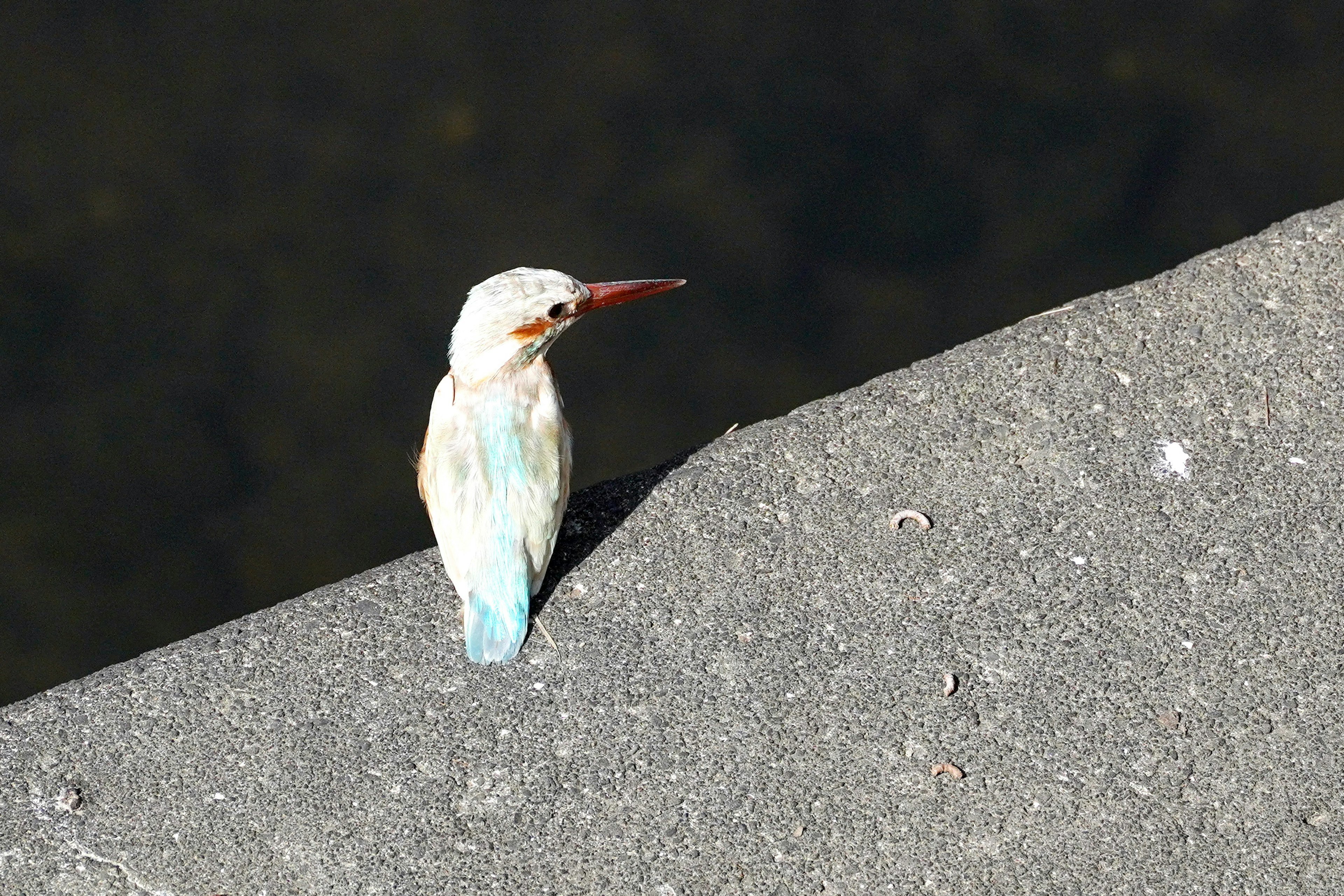 Ein Vogel mit blauen Federn, der auf einer Betonkante sitzt