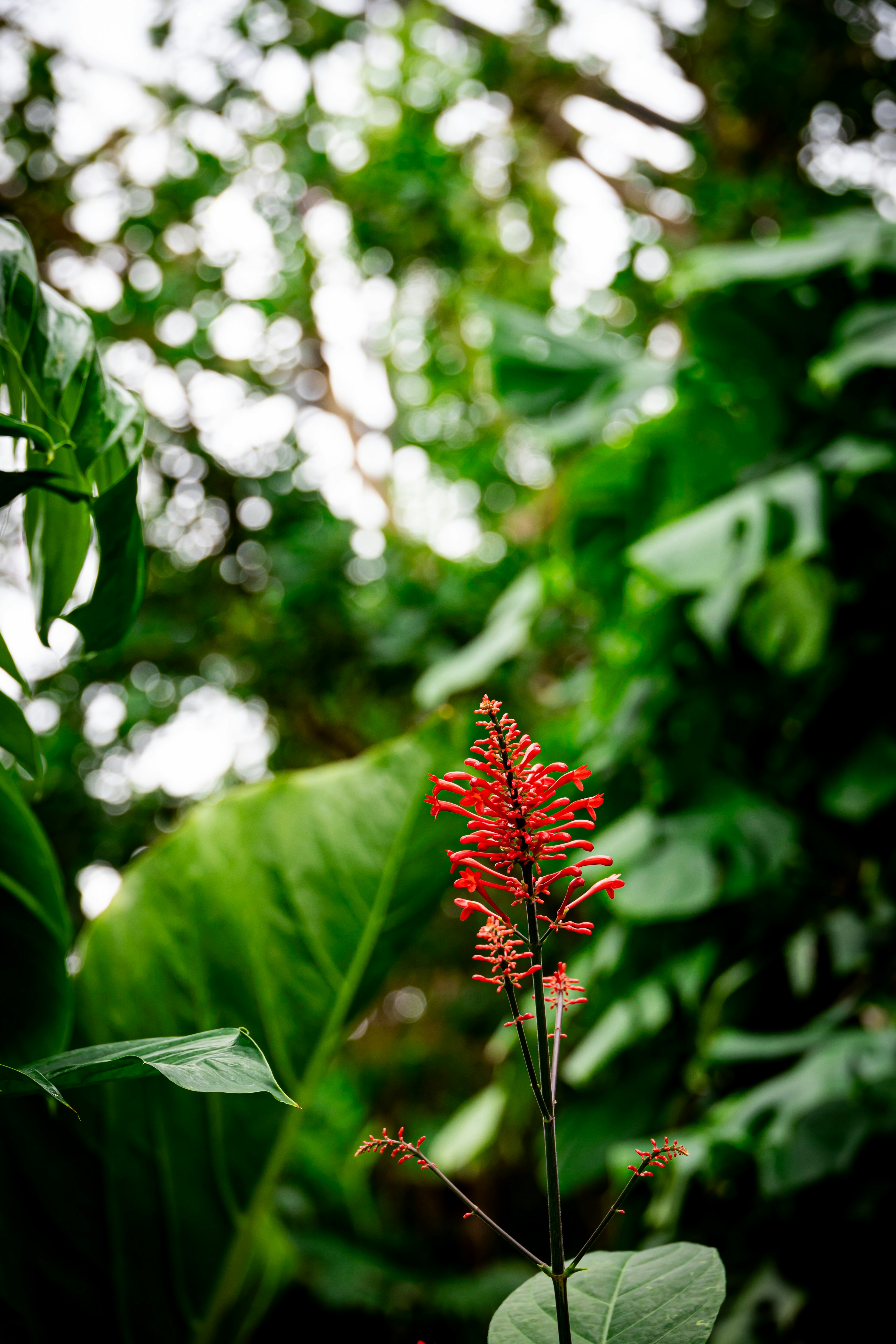 Fleur rouge vibrante entourée de feuilles vertes luxuriantes