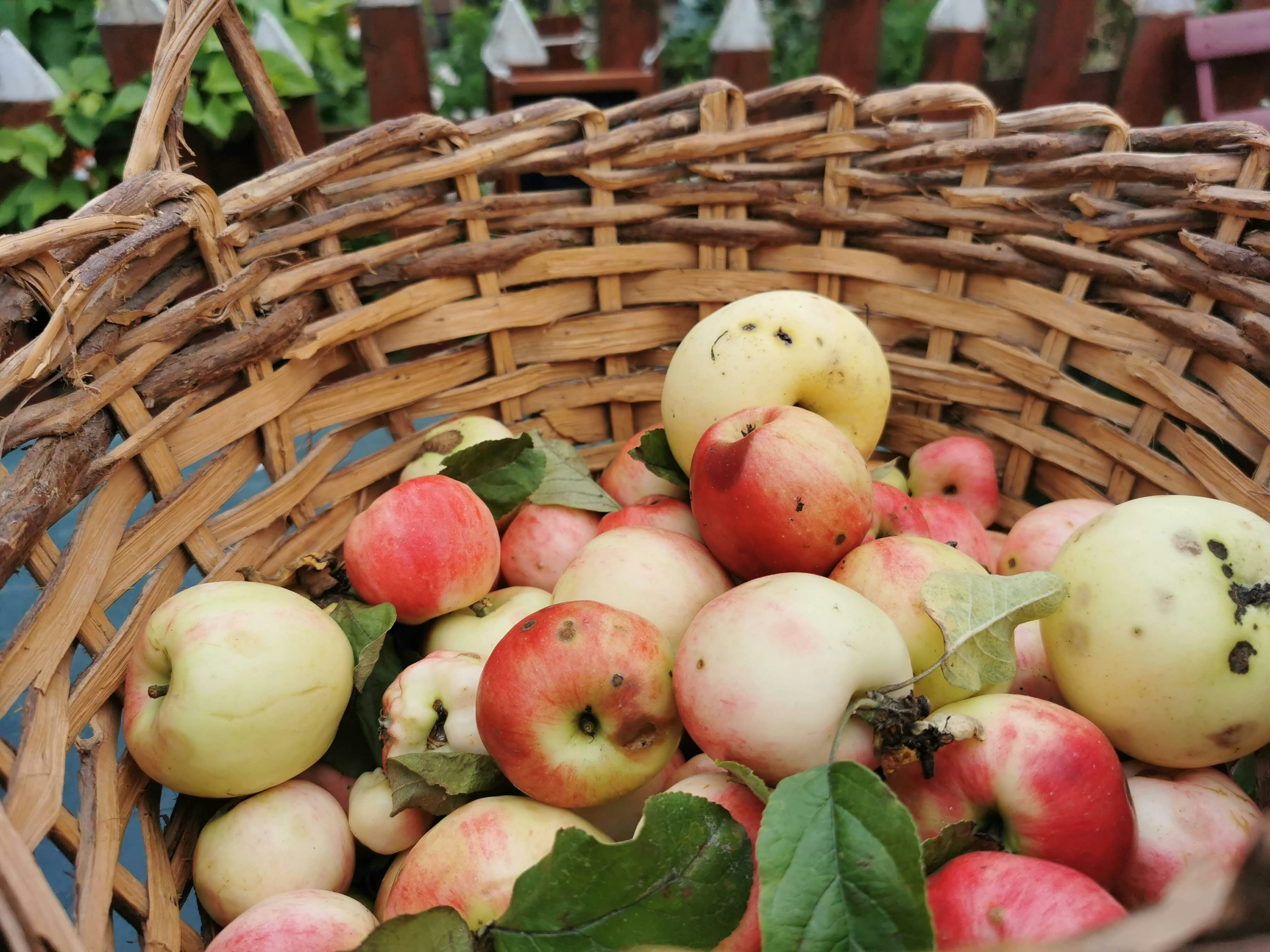 A basket filled with fresh apples in various shades of red and green leaves