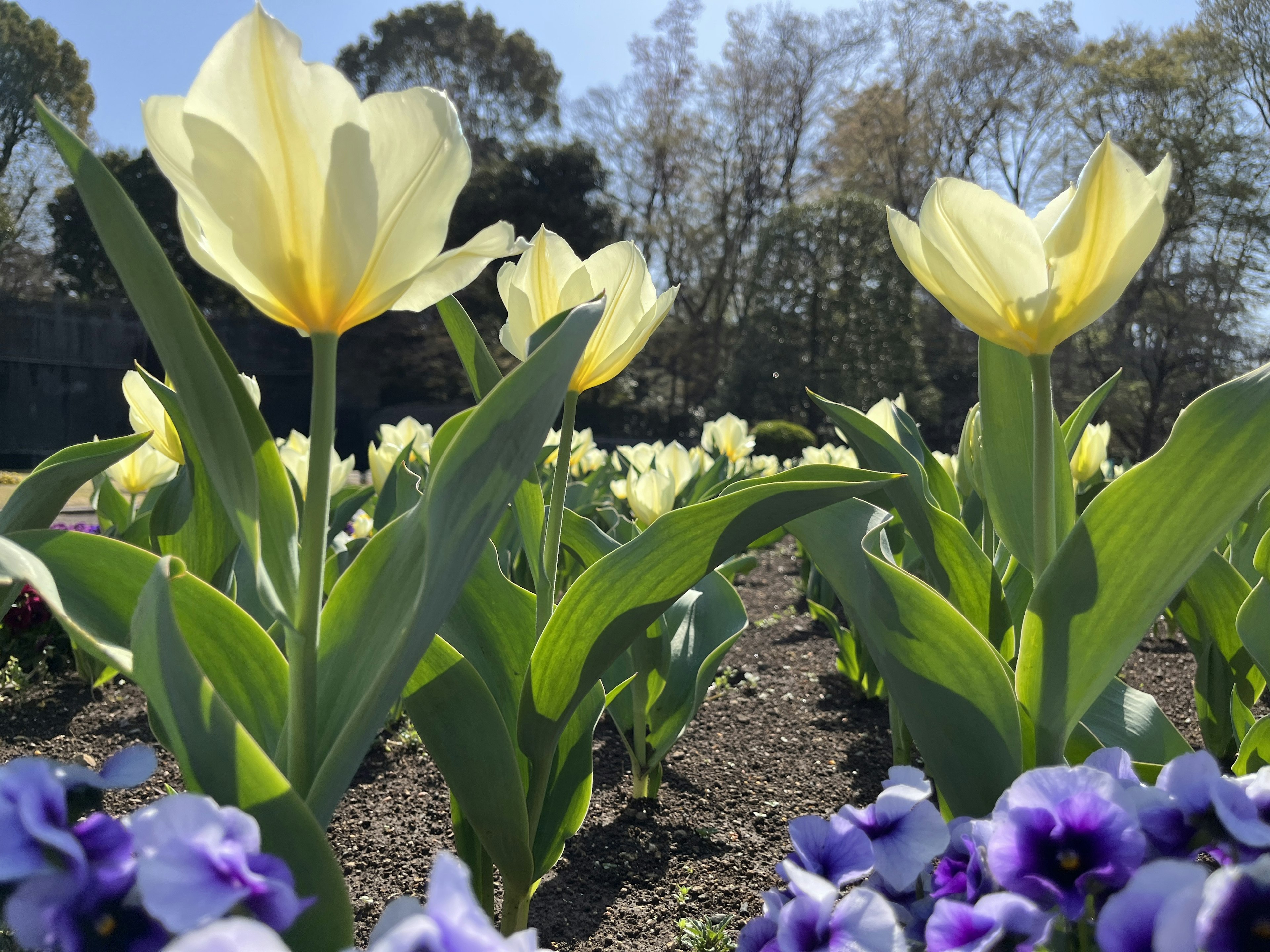 Campo di tulipani gialli e violette pansèe sotto un cielo blu