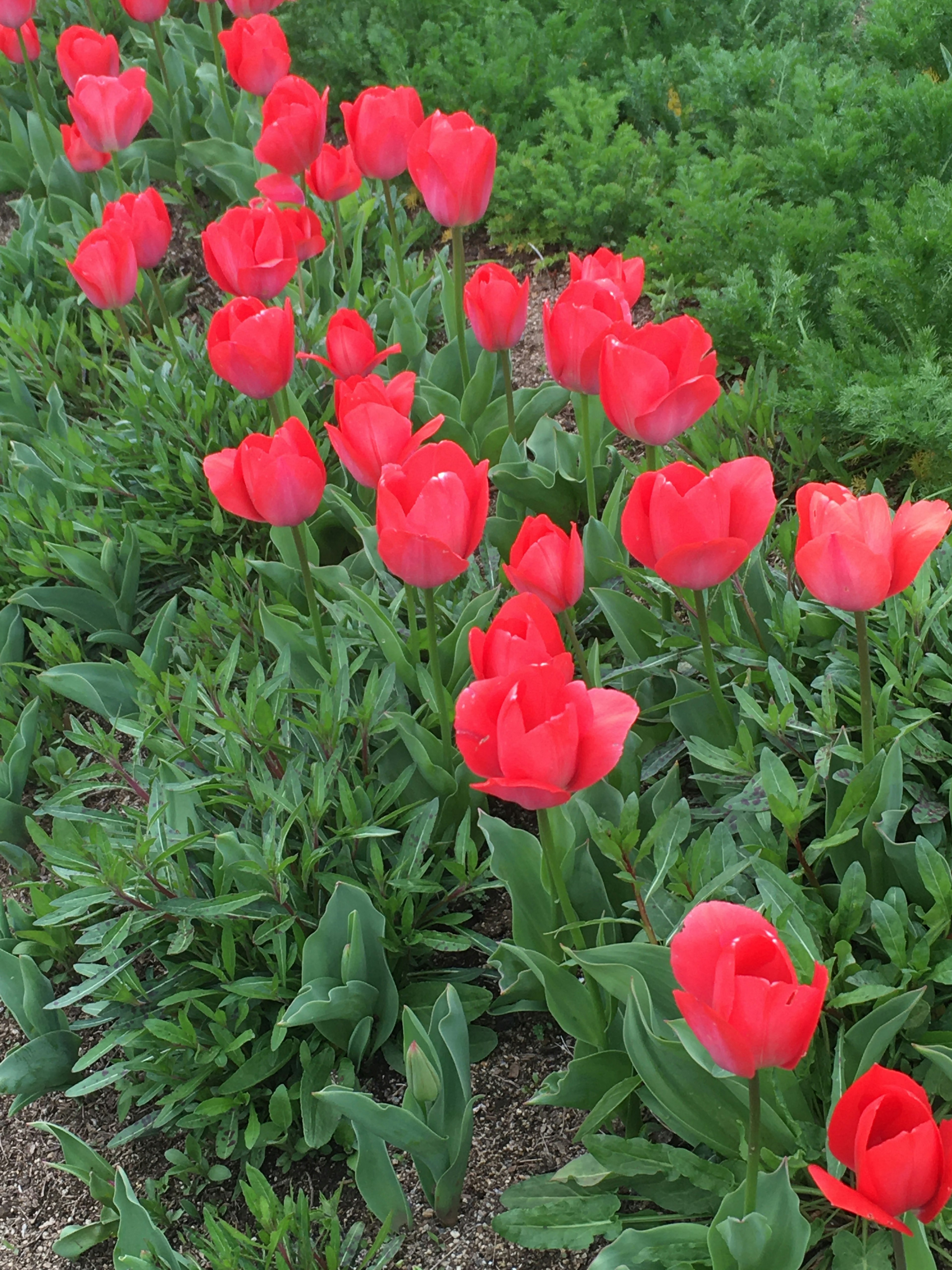 Row of vibrant red tulips against a green backdrop