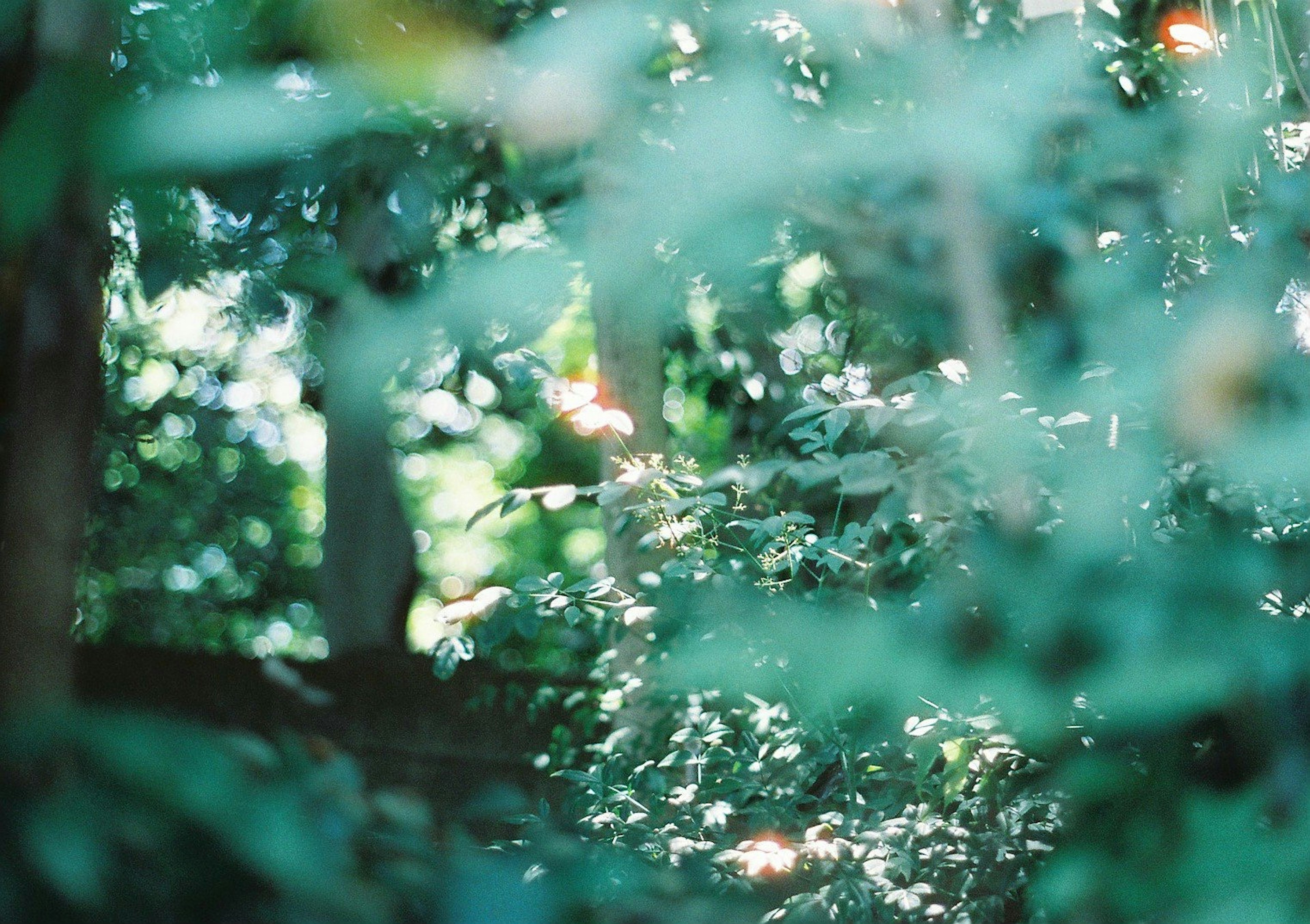 Vista sfocata di una foresta lussureggiante con luce soffusa