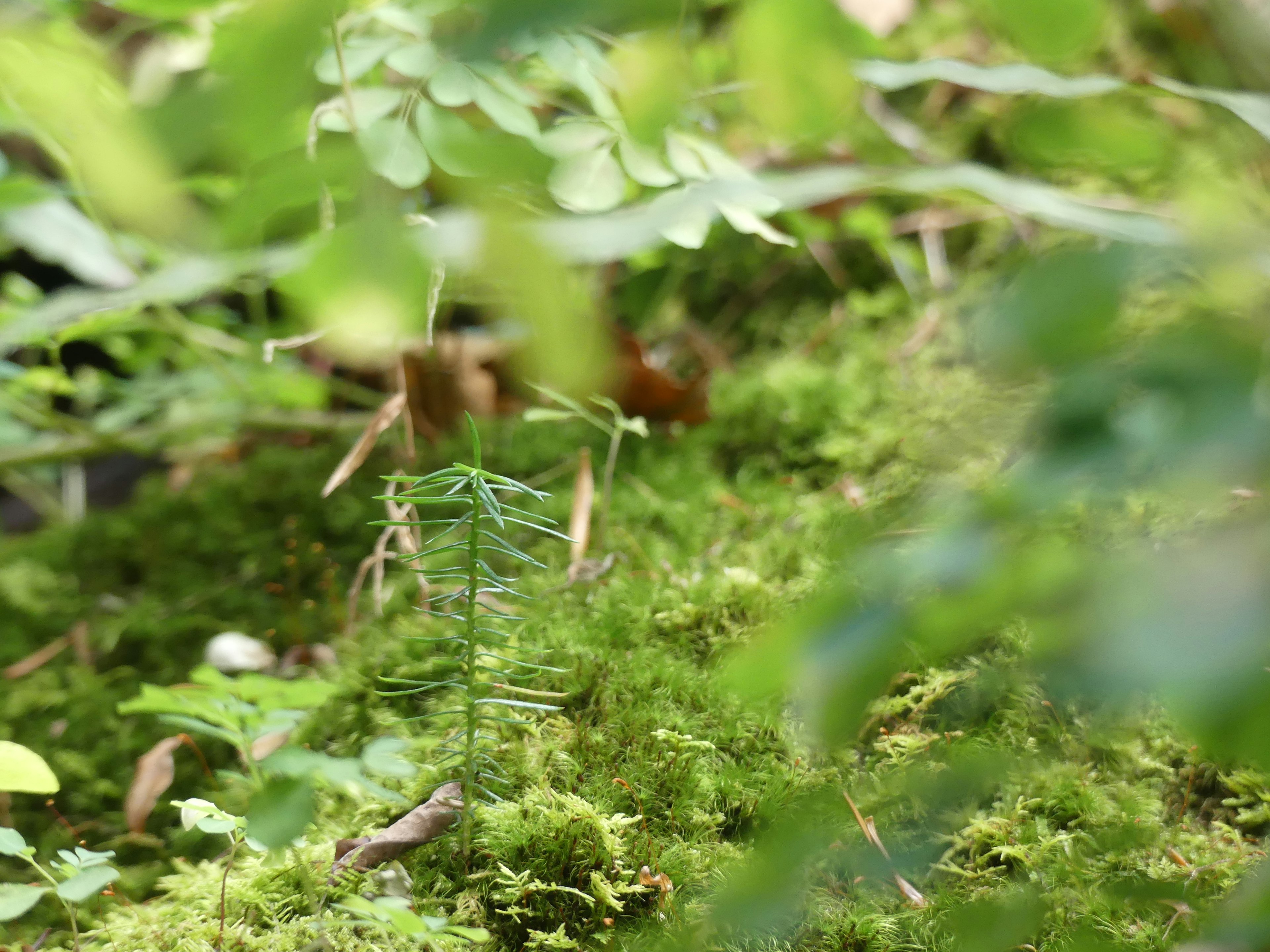 Small plant on moss in a lush green forest