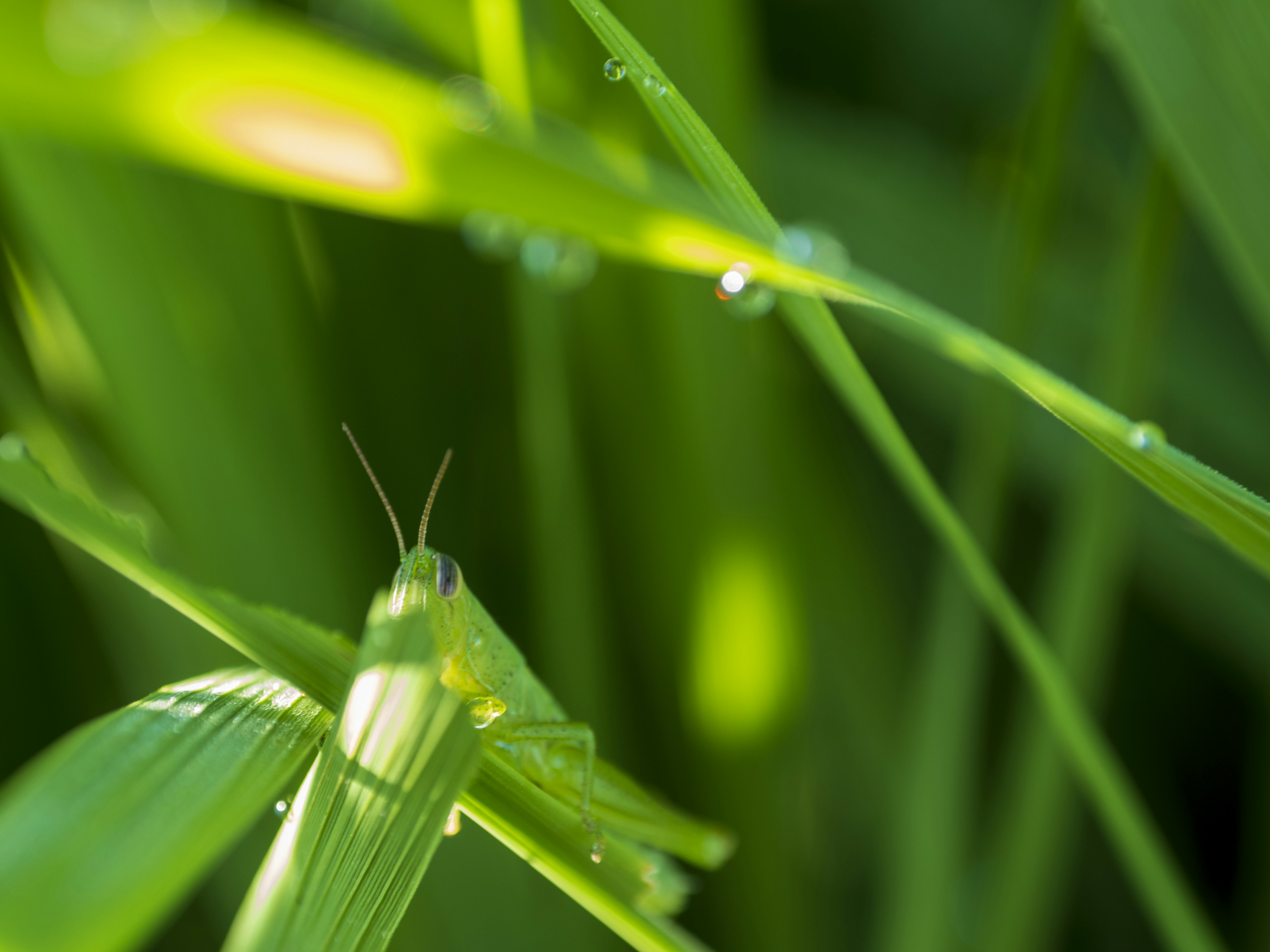 Imagen en primer plano de un saltamontes entre hierba verde