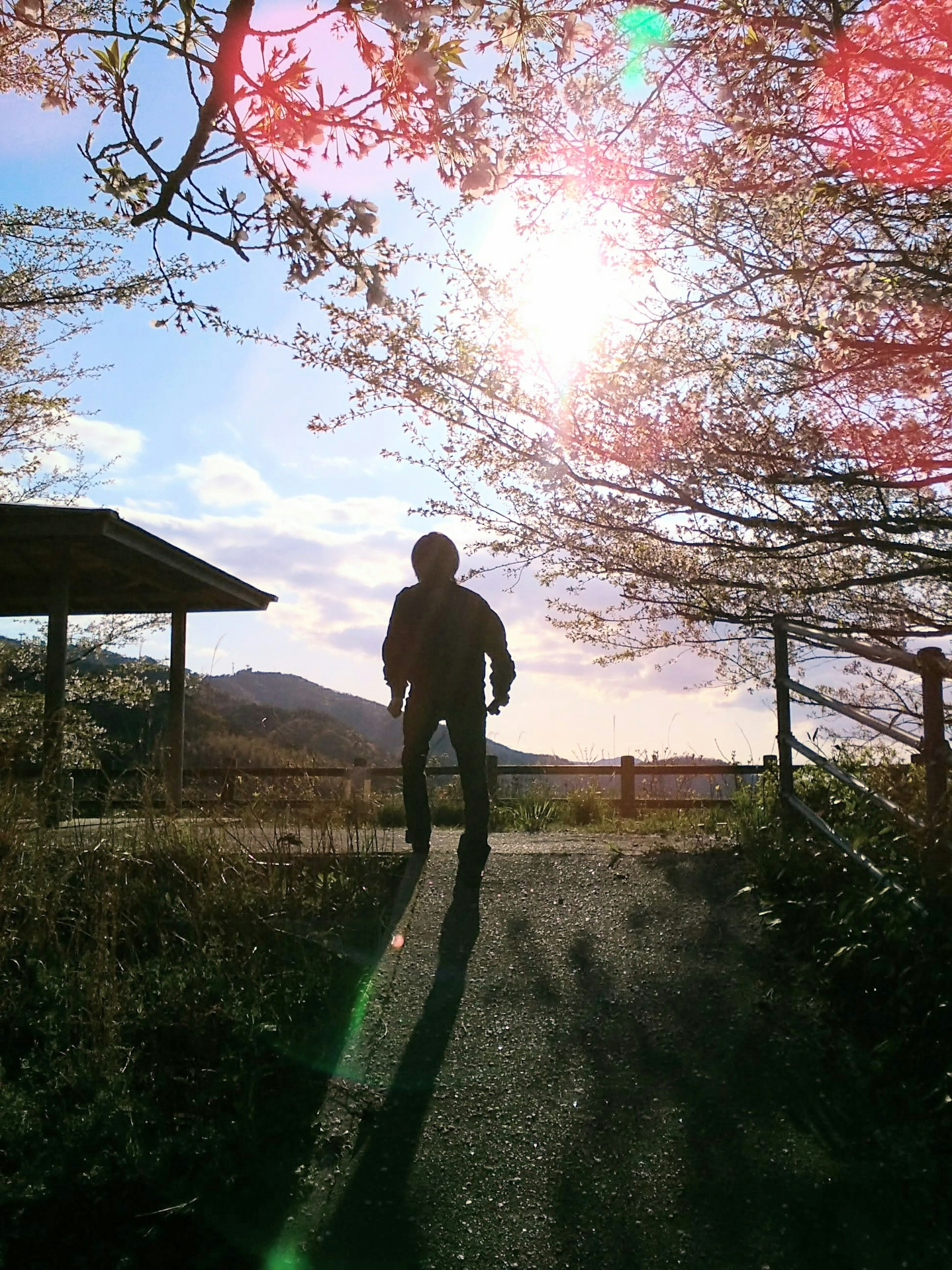 Silhouette d'une personne se tenant contre le coucher de soleil avec des cerisiers