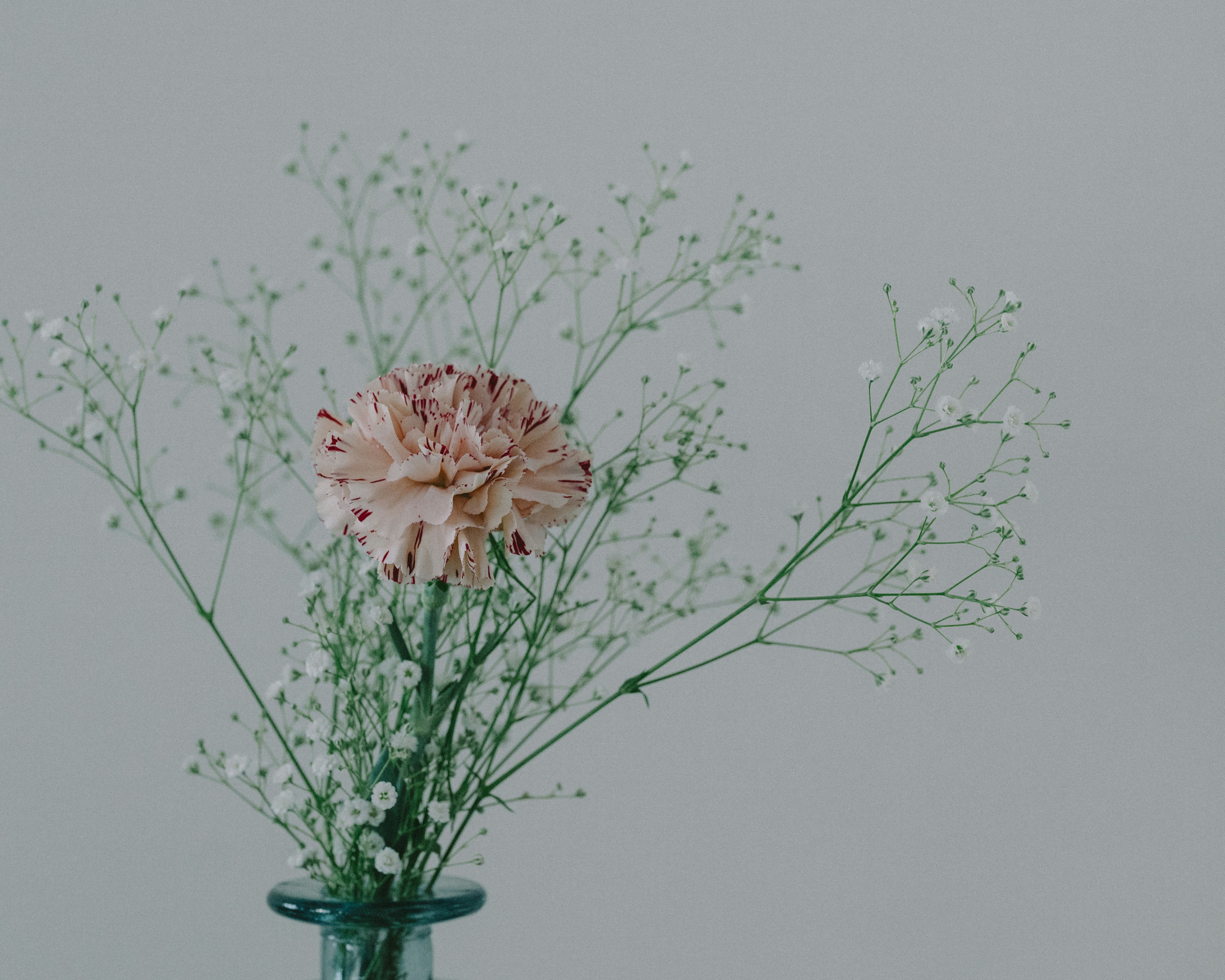 Ein einfaches und schönes Arrangement mit einer blassen rosa Nelke und kleinen weißen Blumen in einer Vase mit grünen Stielen