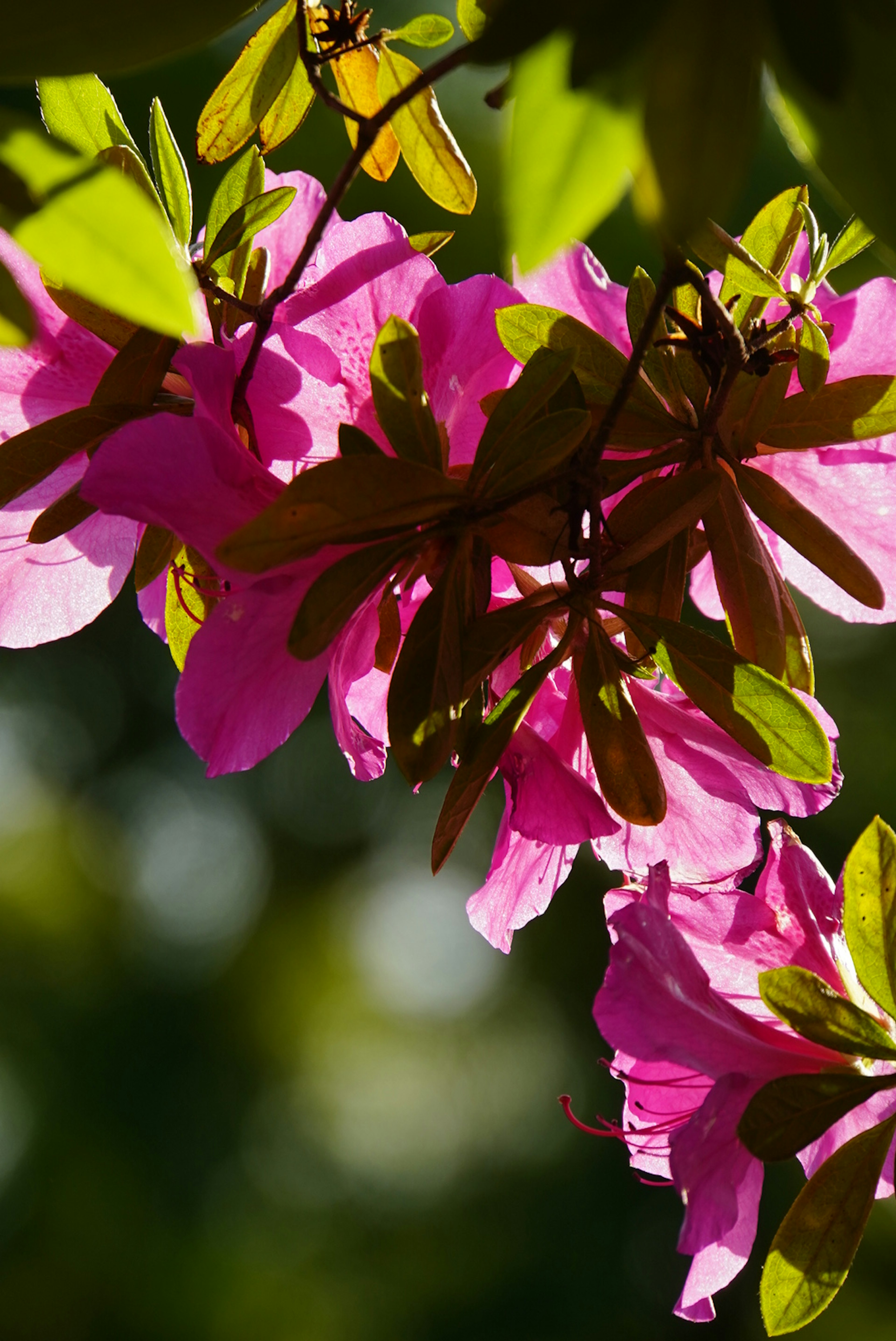 Flores rosas vibrantes con hojas verdes exuberantes creando una hermosa escena