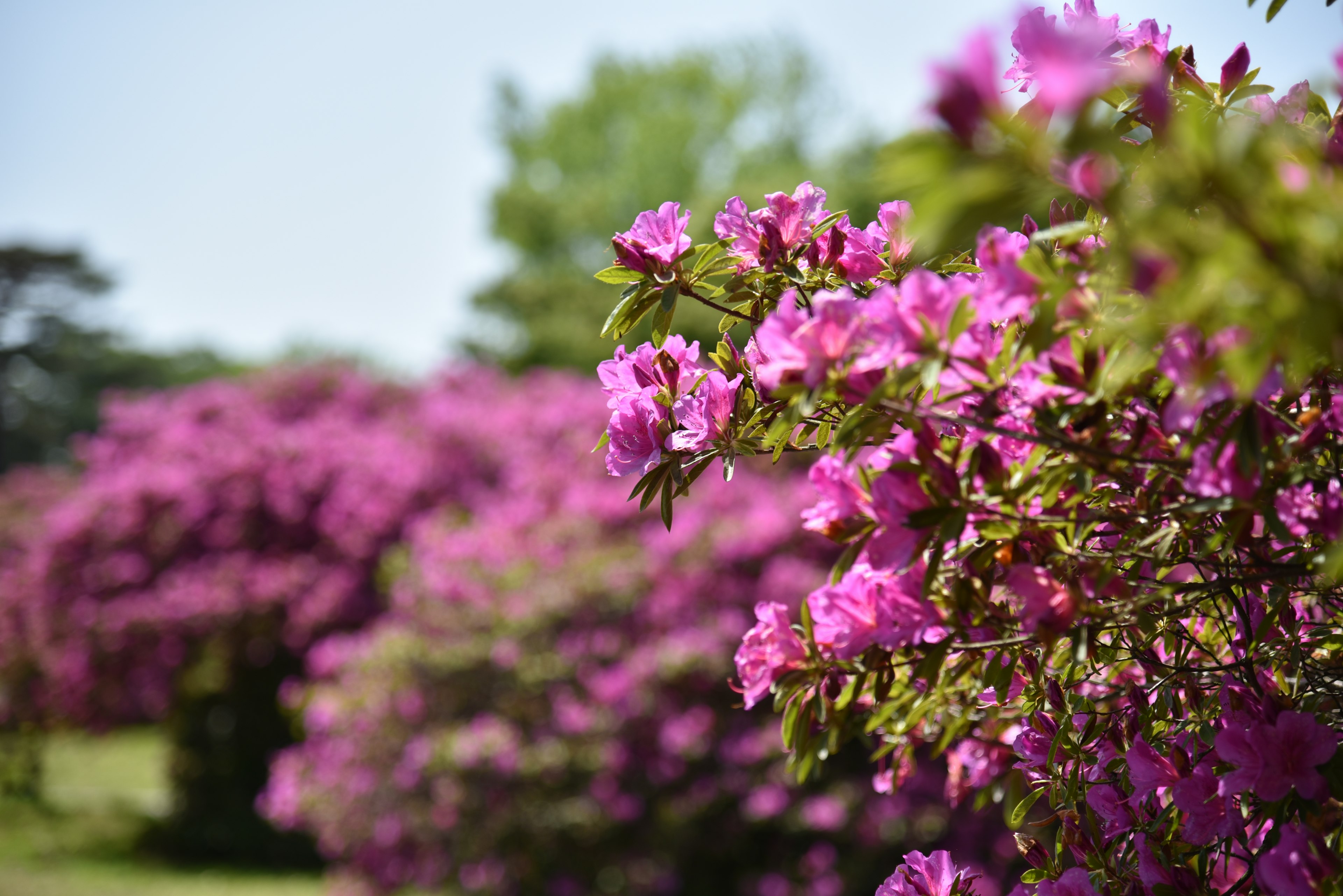 Kedekatan azalea pink yang cerah mekar di taman