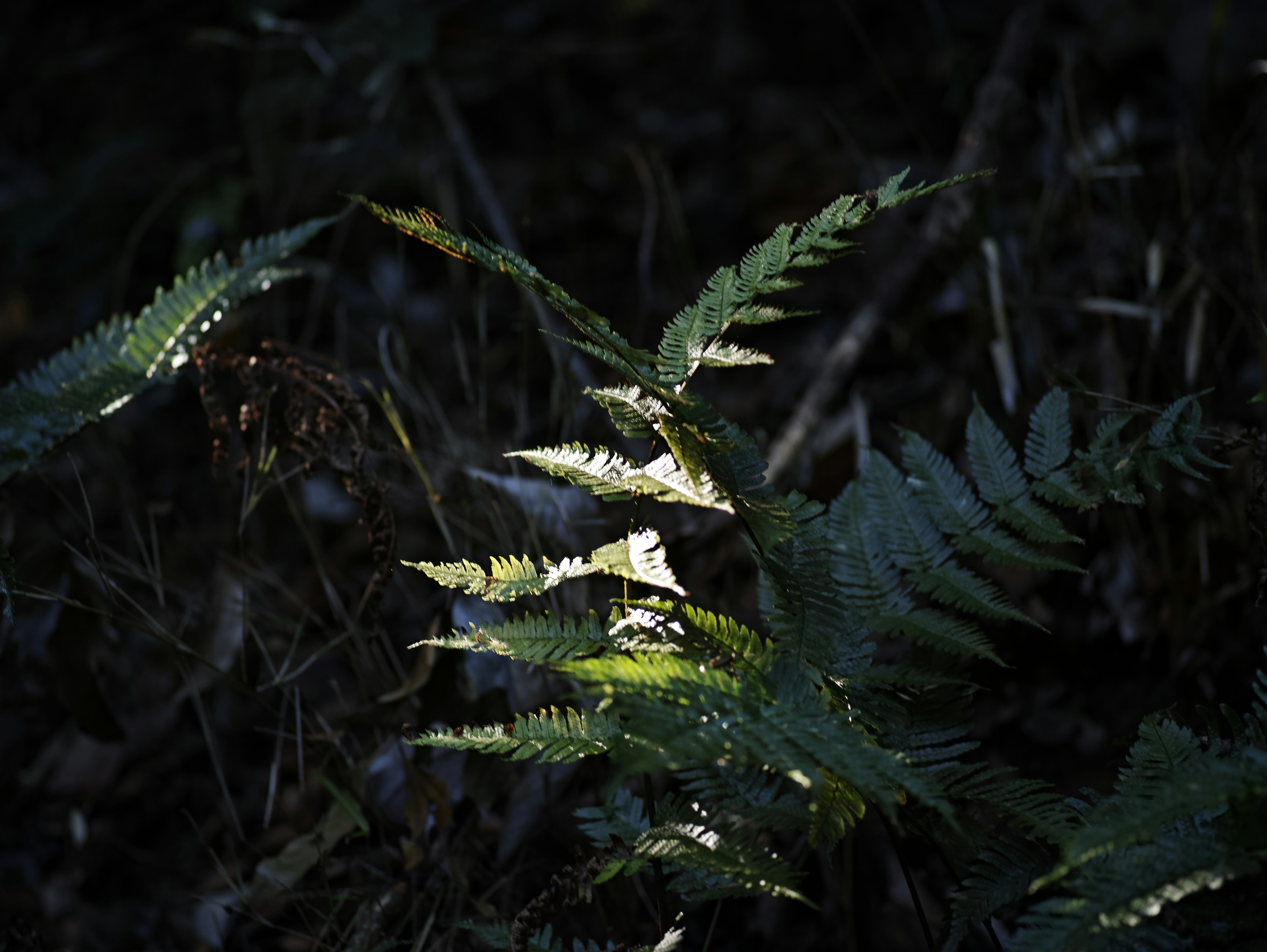 Daun paku hijau di hutan yang redup