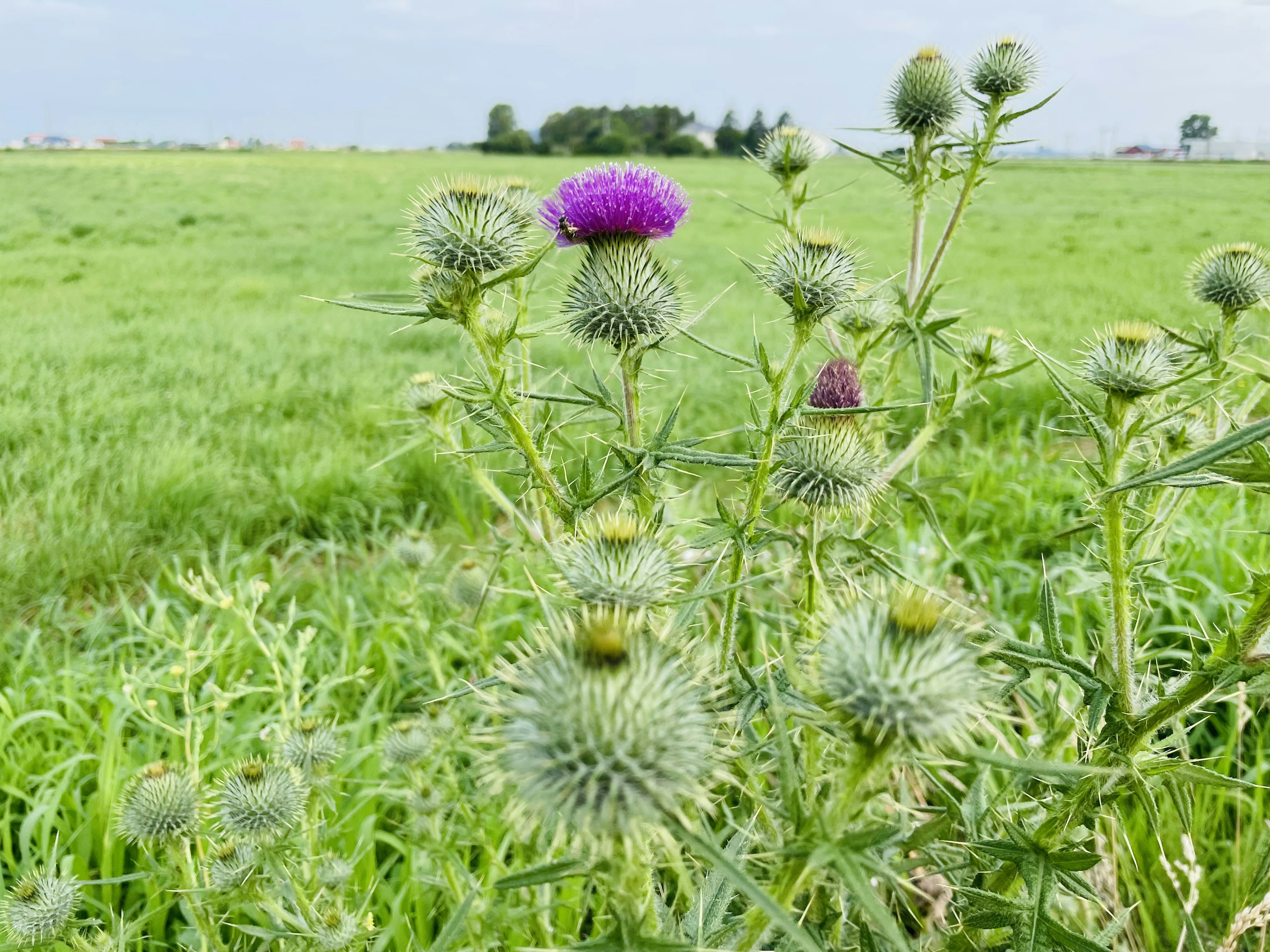 Plante de chardon avec des fleurs violettes fleurissant dans une vaste prairie verte