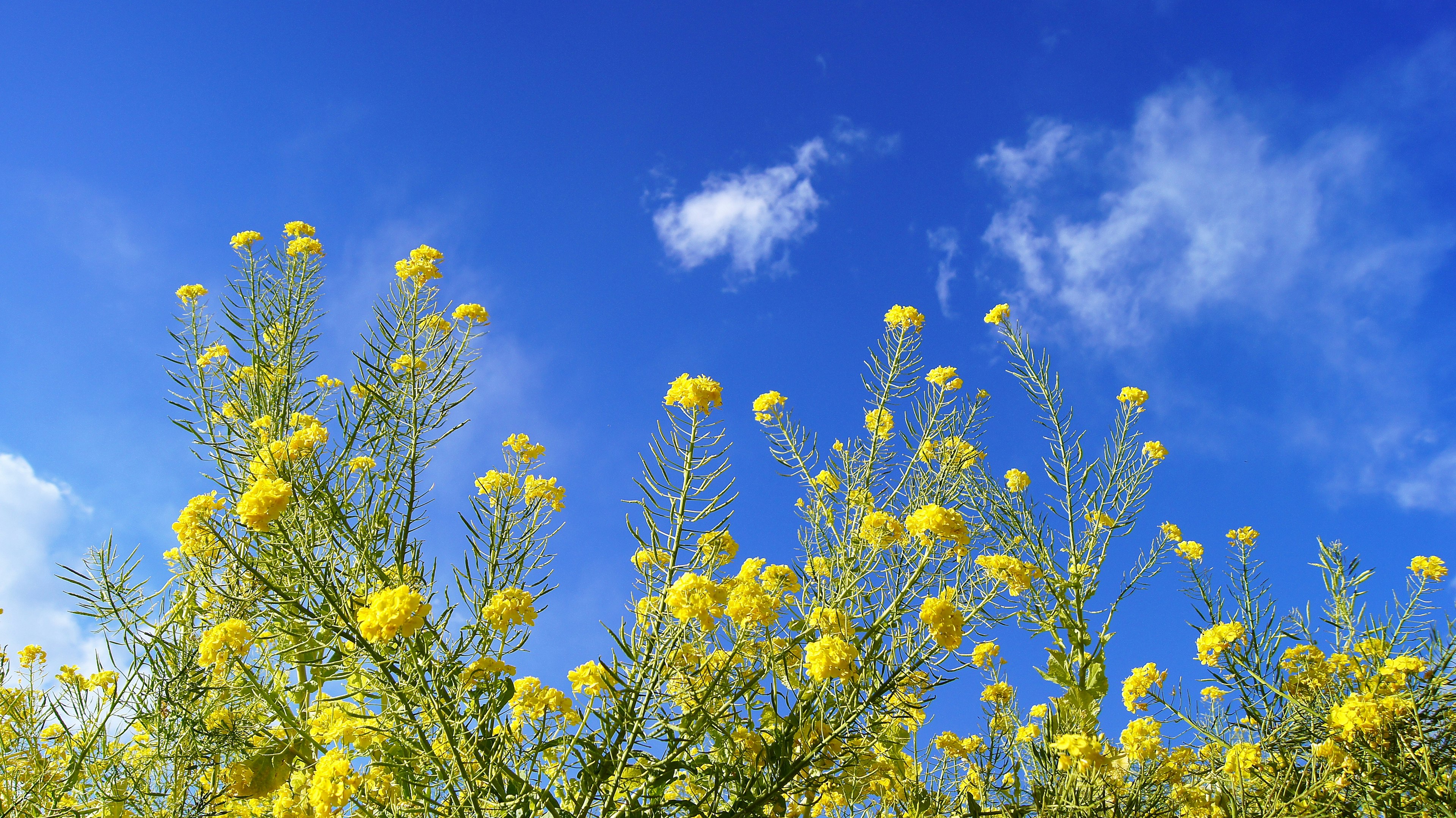 Un campo vibrante di fiori gialli sotto un cielo blu chiaro