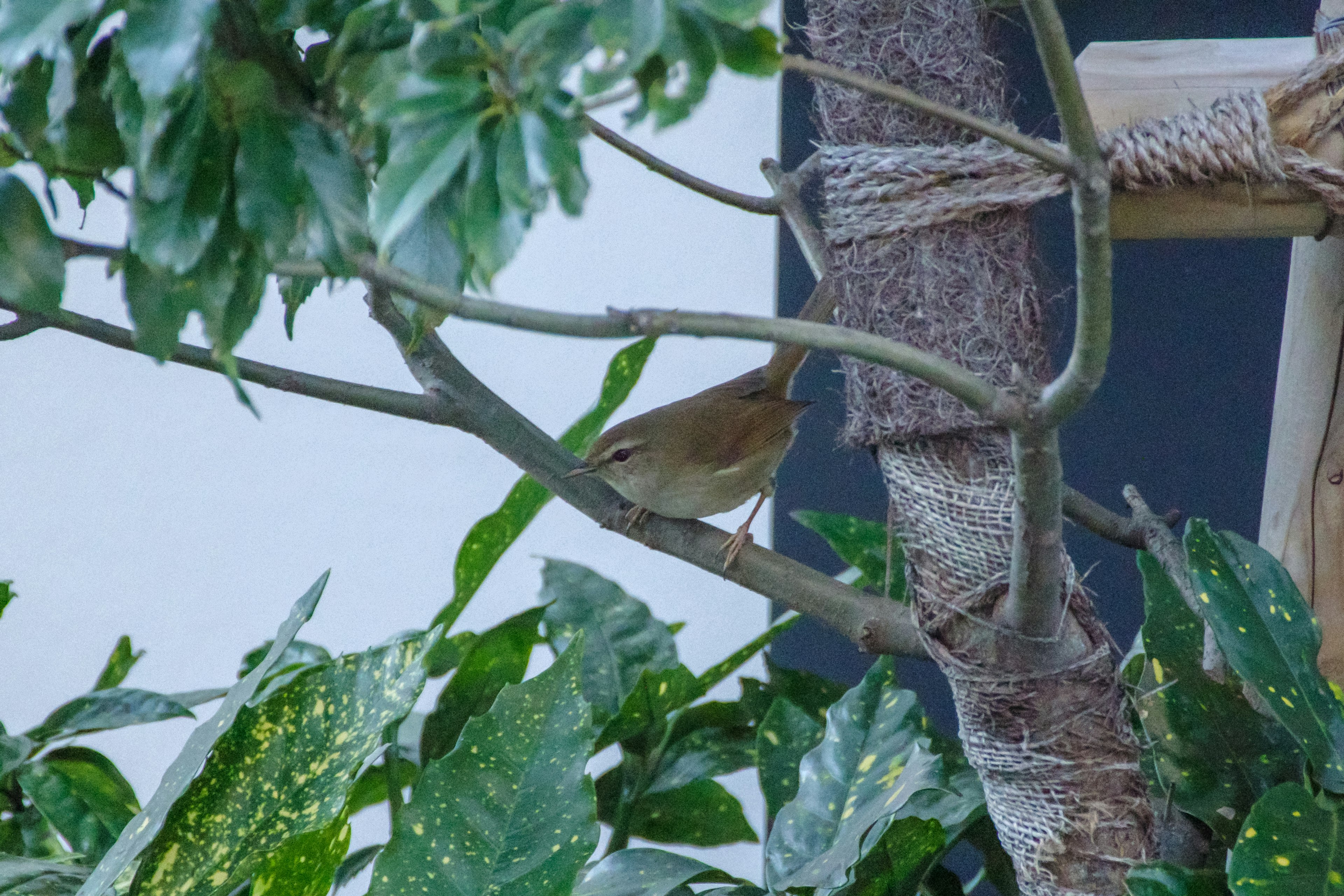 Burung kecil bertengger di dahan di antara daun hijau