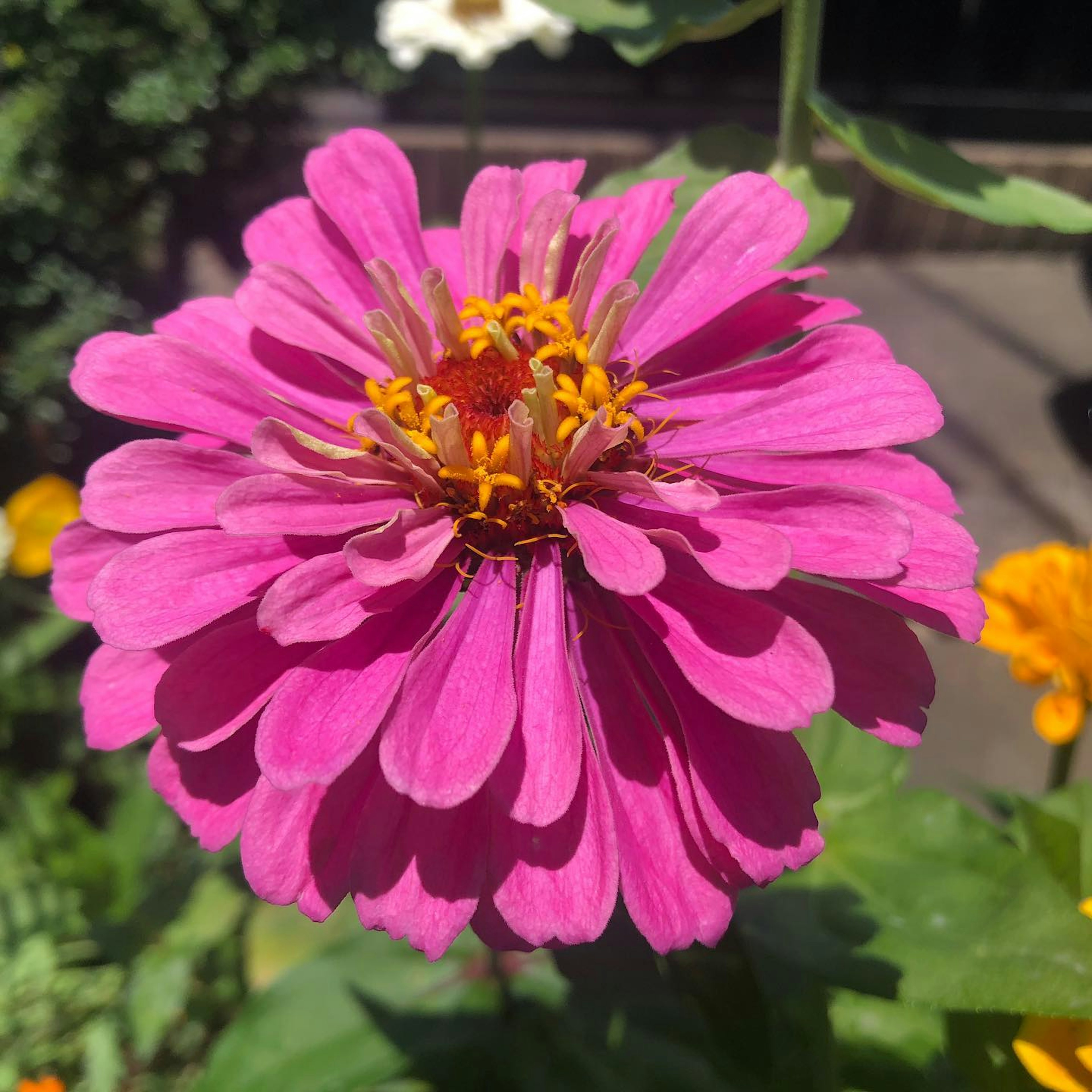 A vibrant pink zinnia flower in bloom