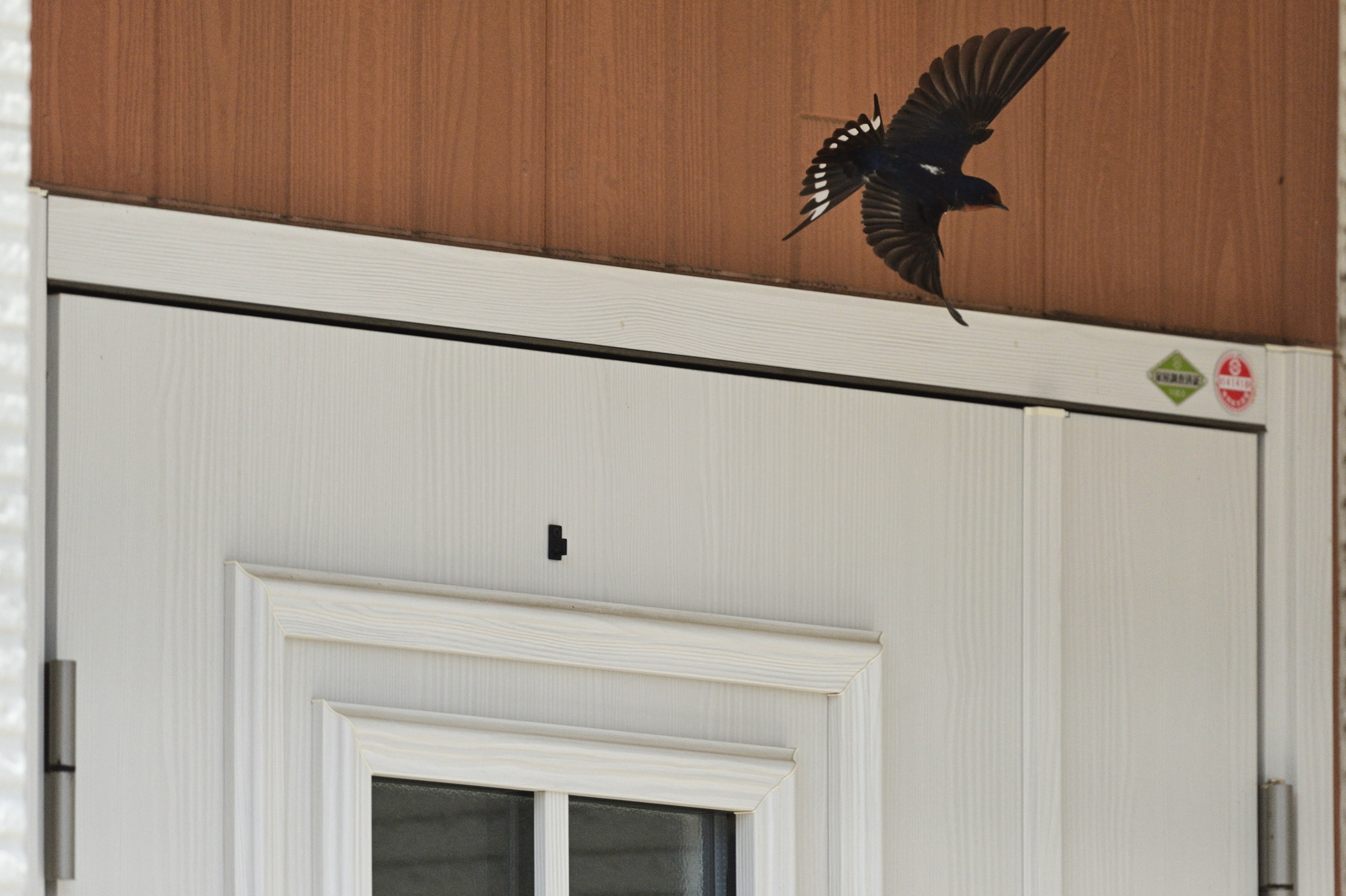 A black bird flying above a door