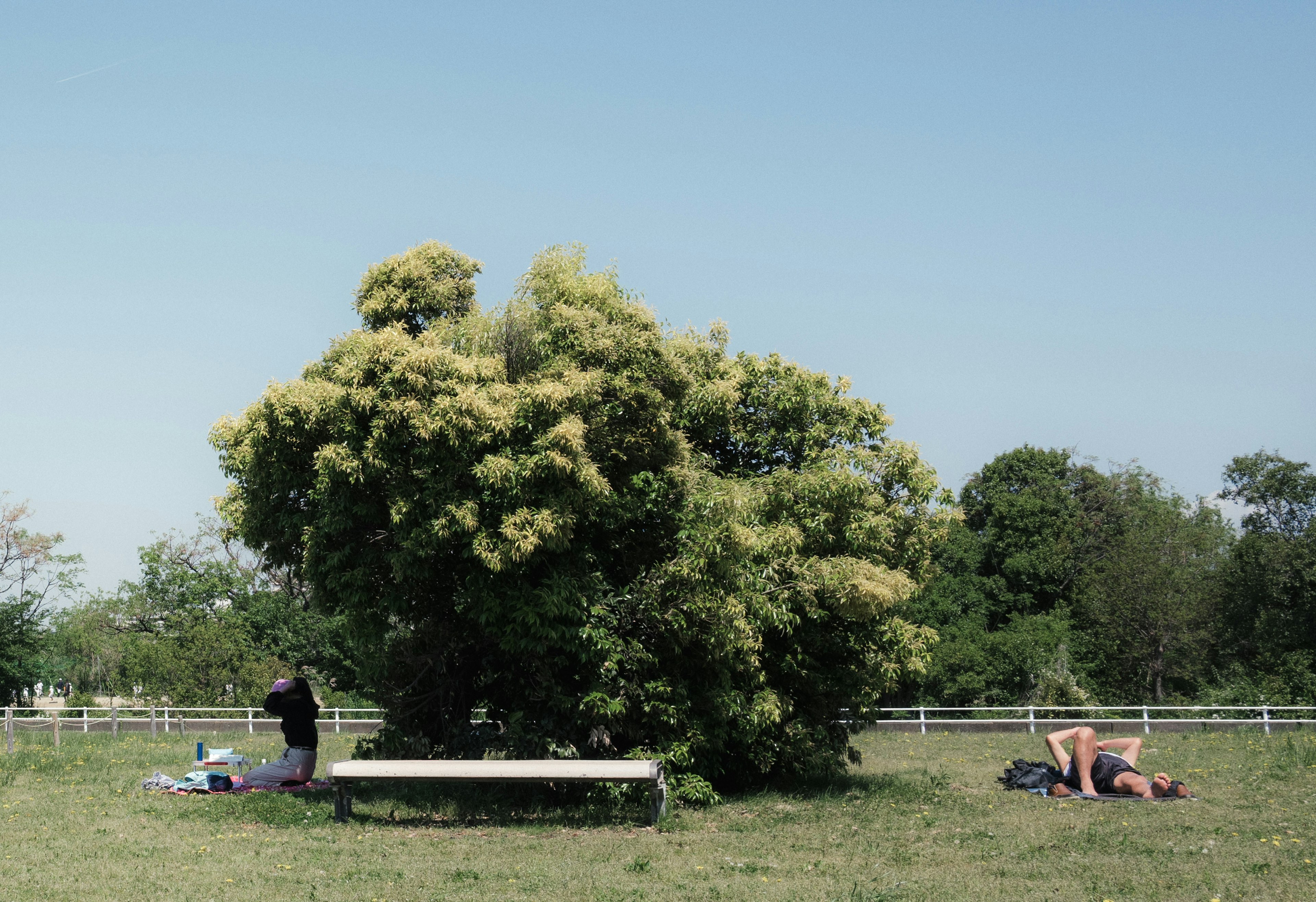 Un grande albero sotto un cielo blu con persone nelle vicinanze