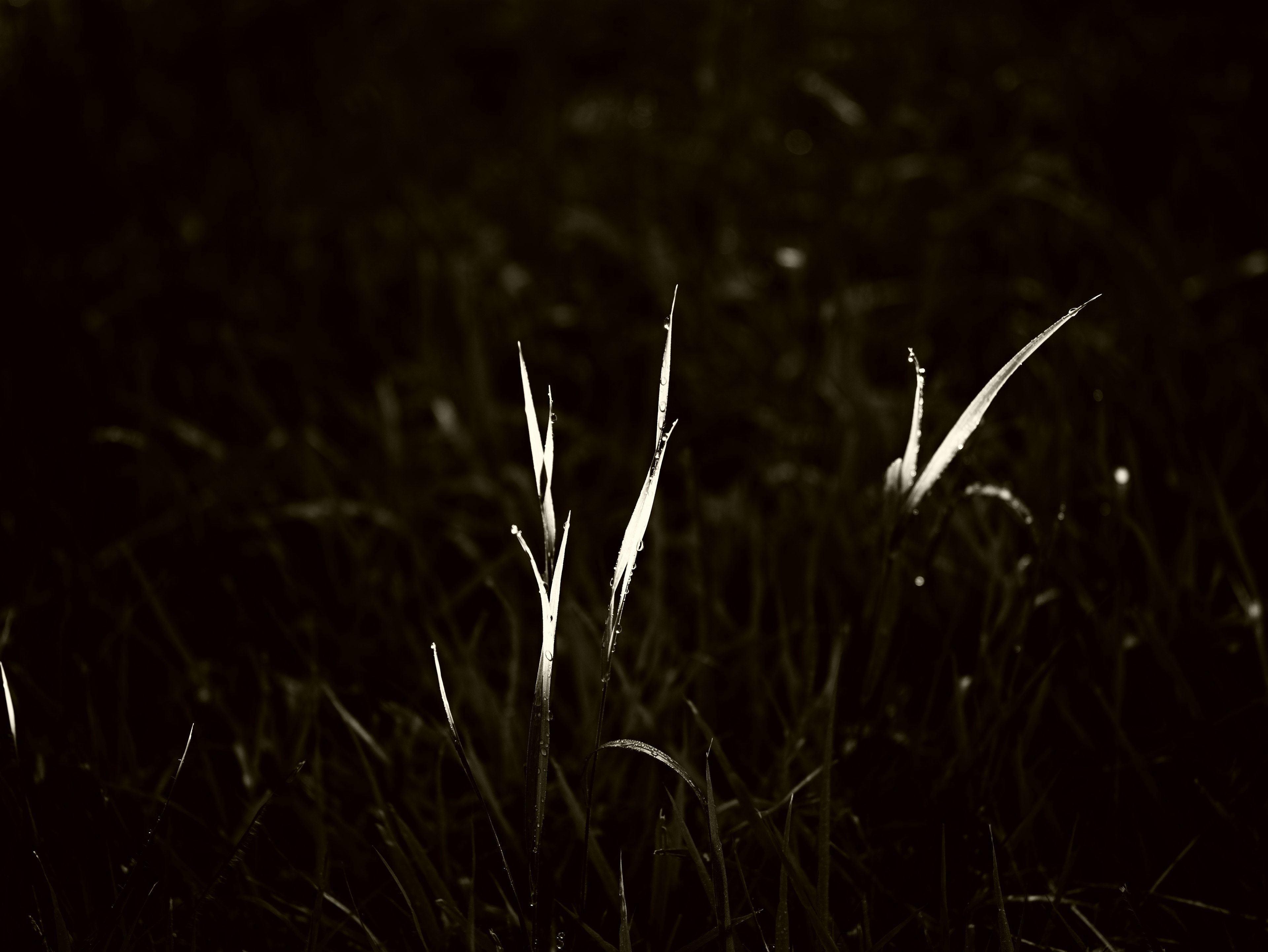 White grass blades illuminated against a dark background