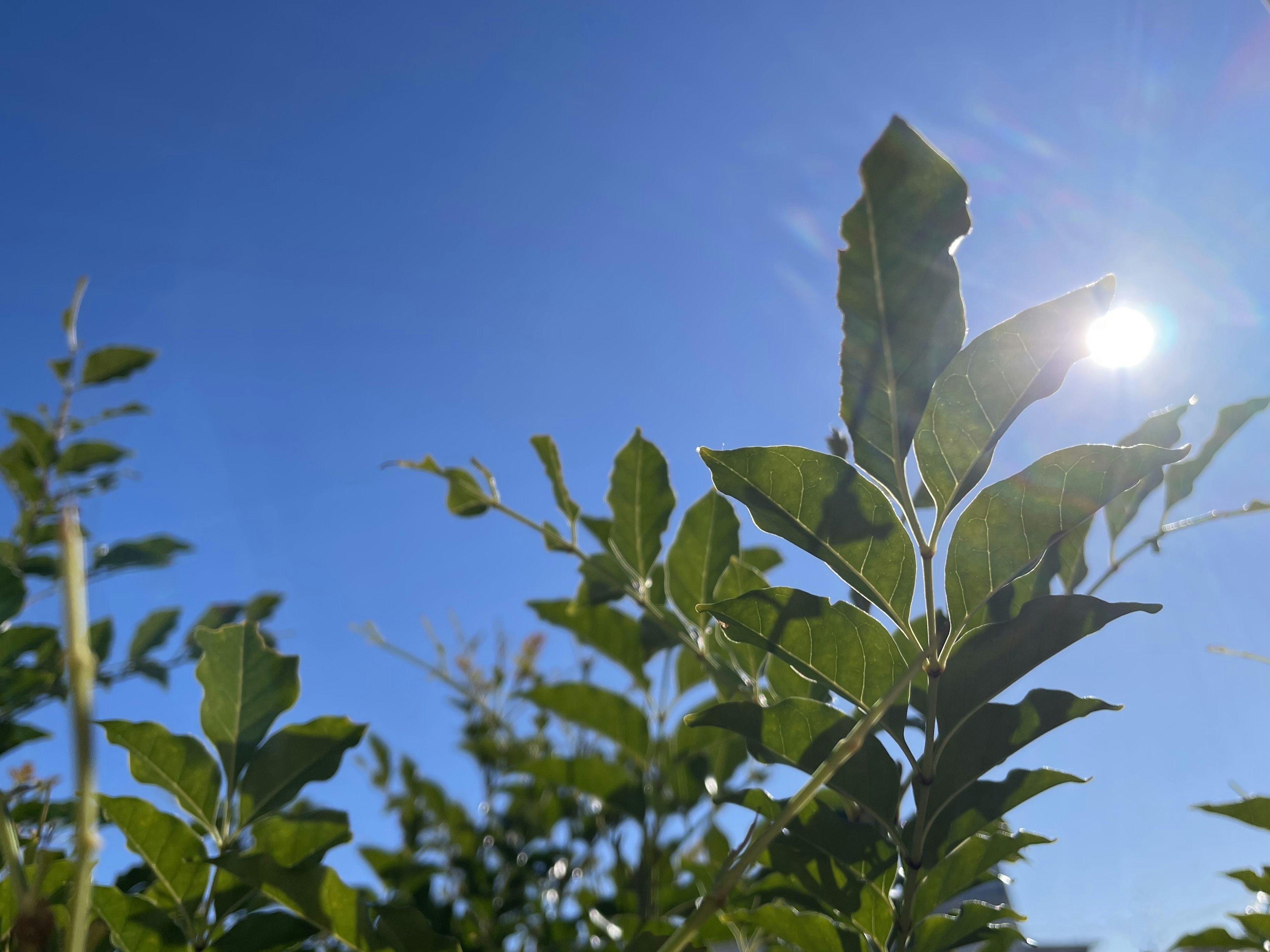 青空の下で太陽の光を受けた緑の葉が生い茂る風景