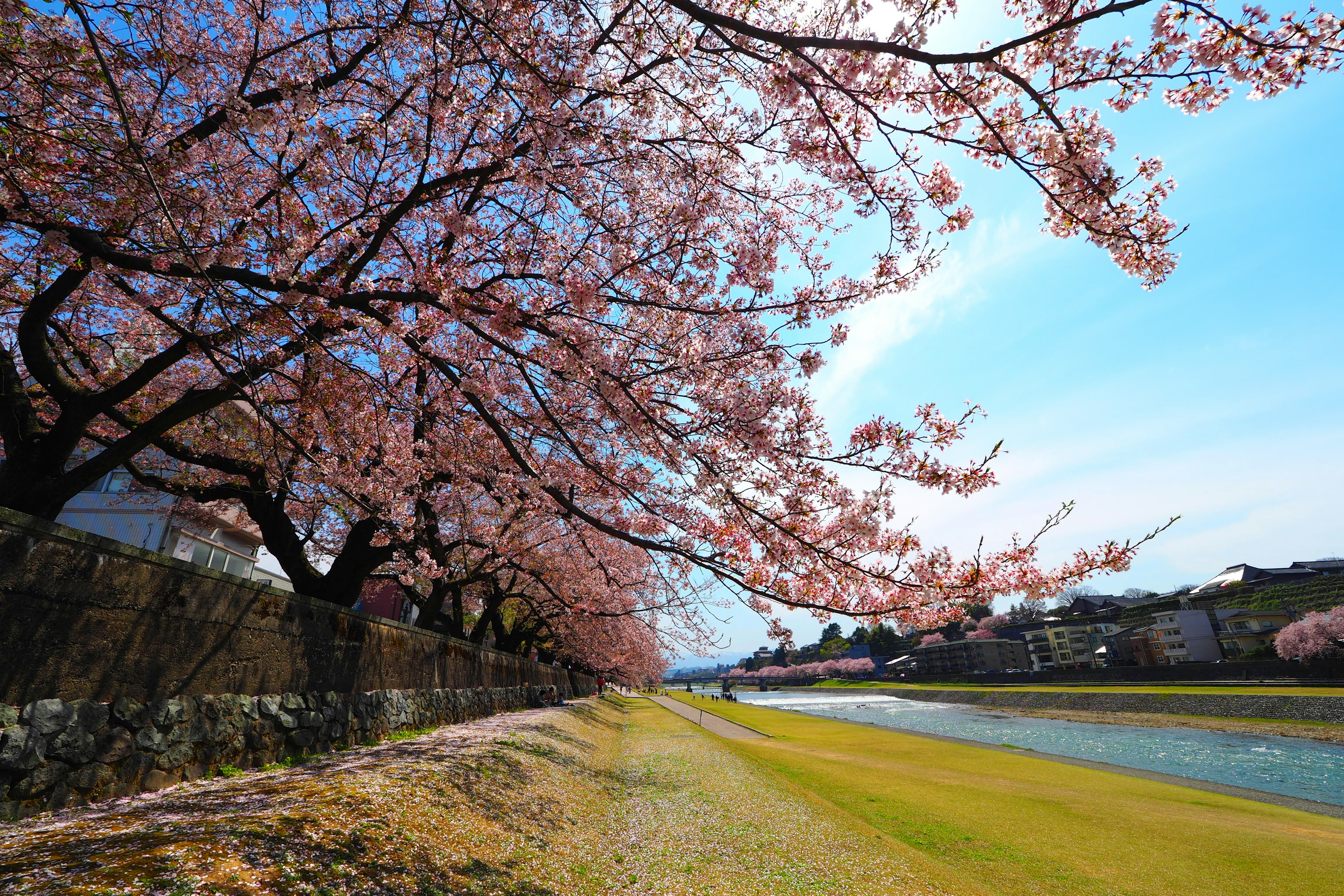 Cherry blossom trees near a river with blue sky and green grass