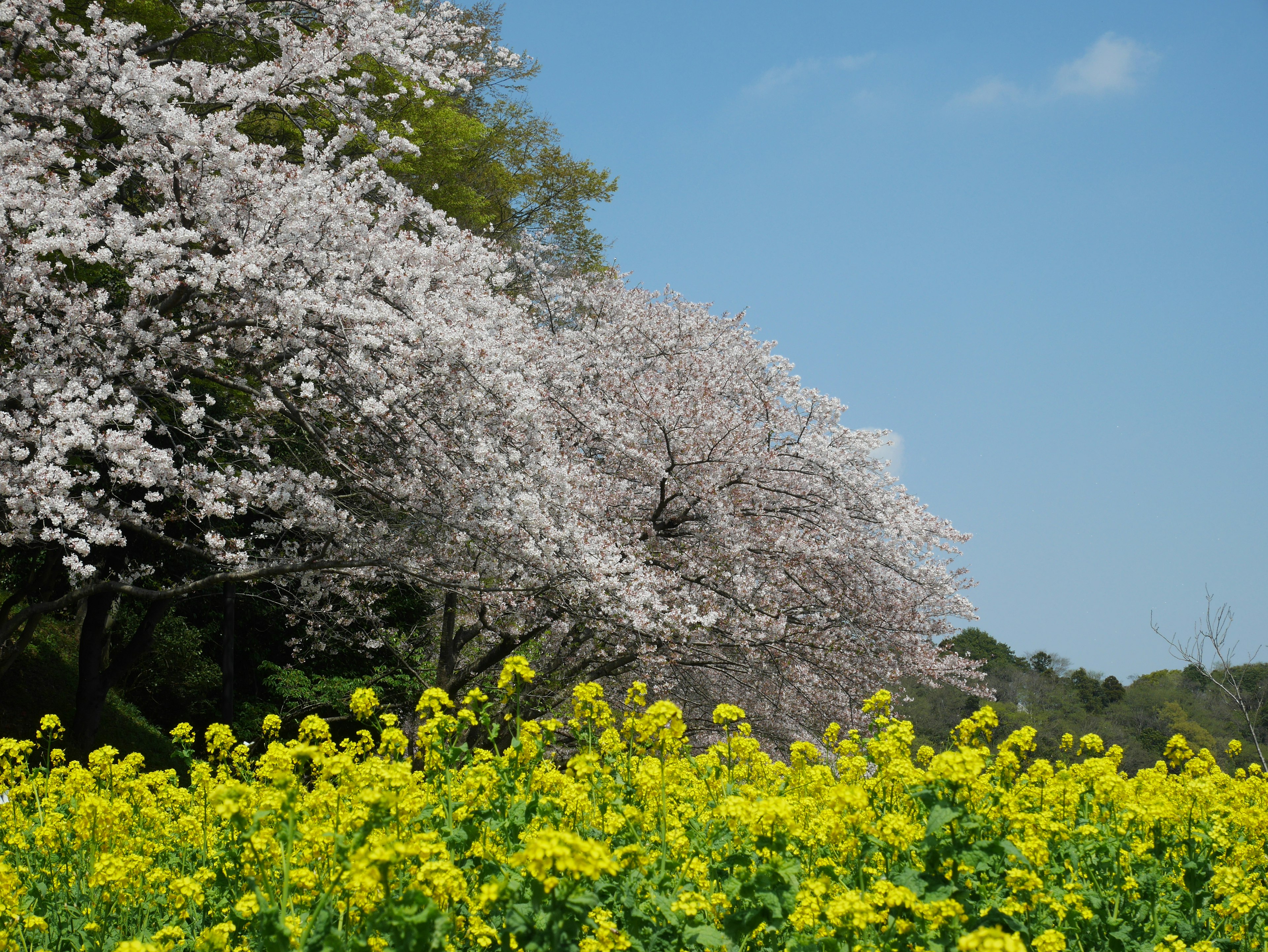 Paisaje de primavera con árboles de cerezo blancos y un campo de flores de colza amarillas