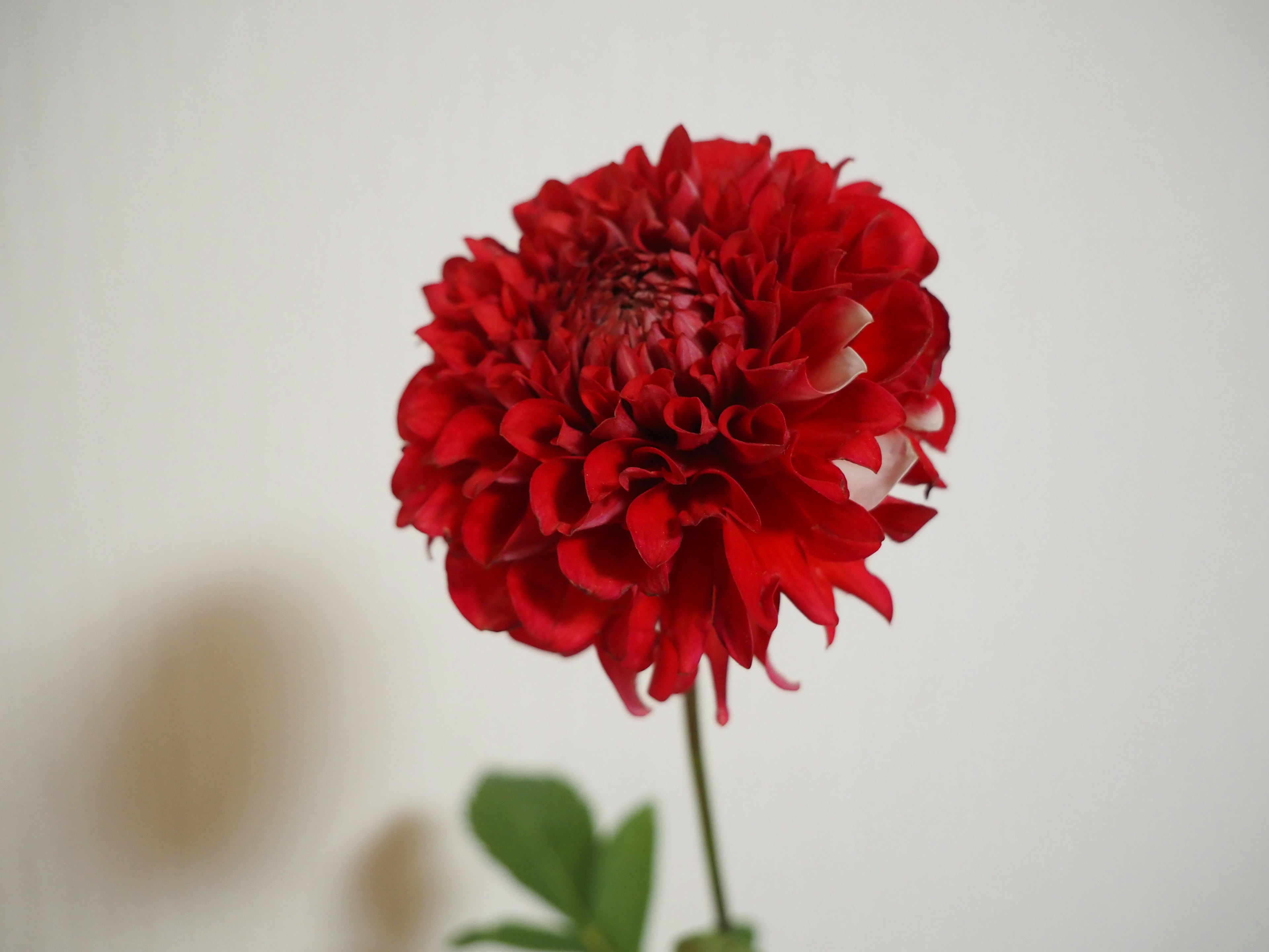 Primo piano di un fiore rosso con foglie verdi