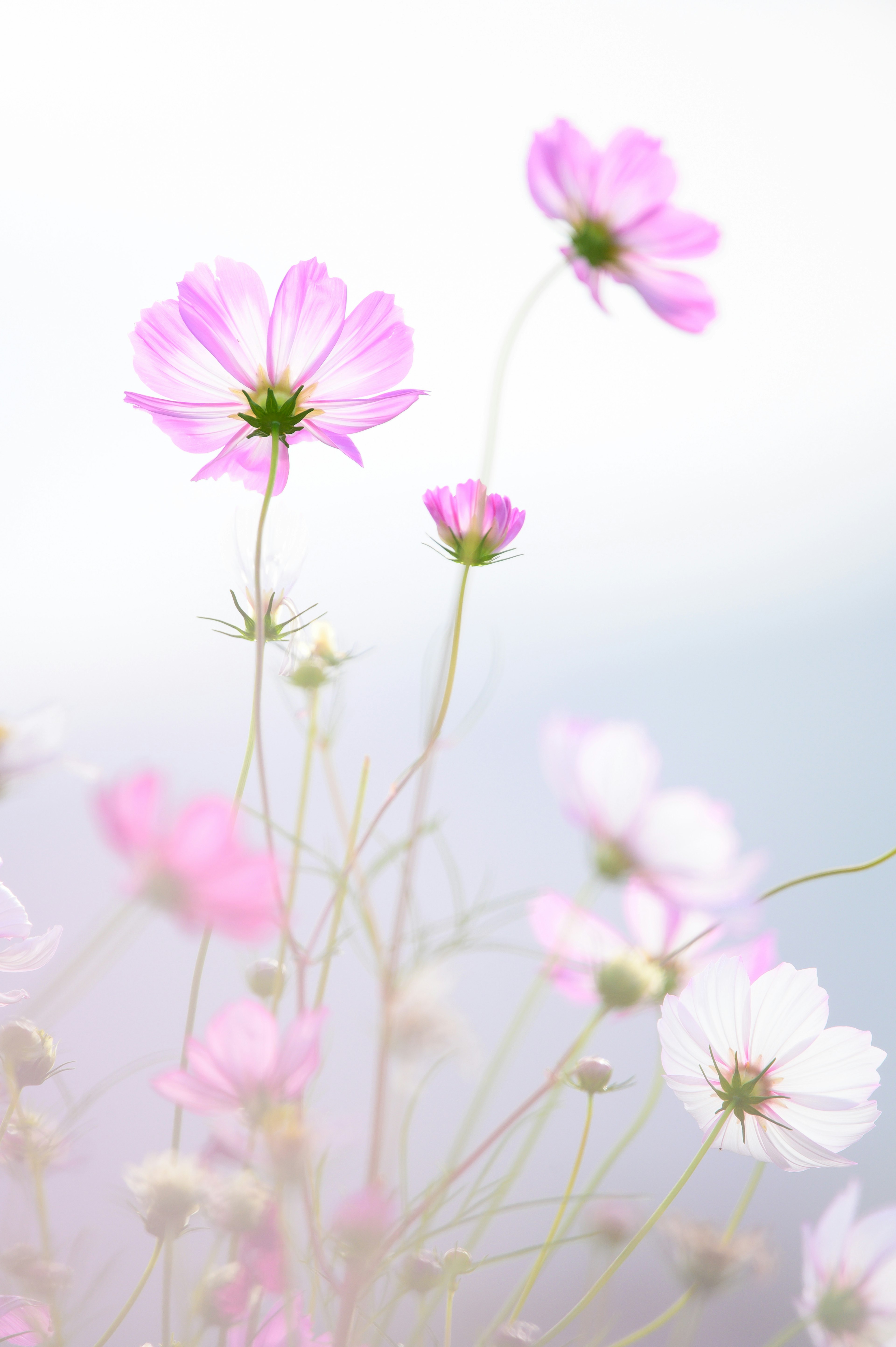 Fiori rosa delicati con steli sottili su uno sfondo morbido