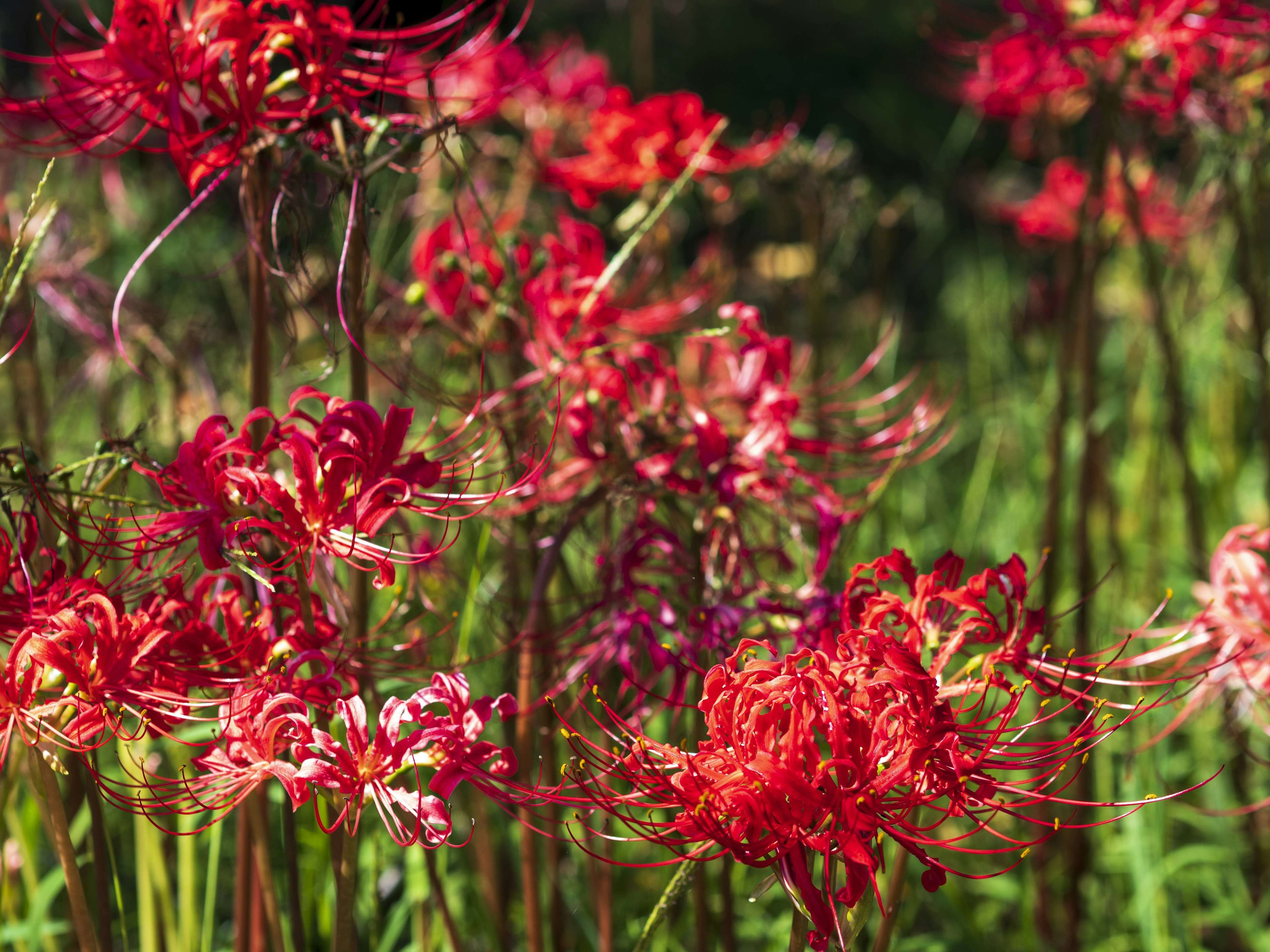 Champ de lys araignée rouges fleurissant au milieu de l'herbe verte